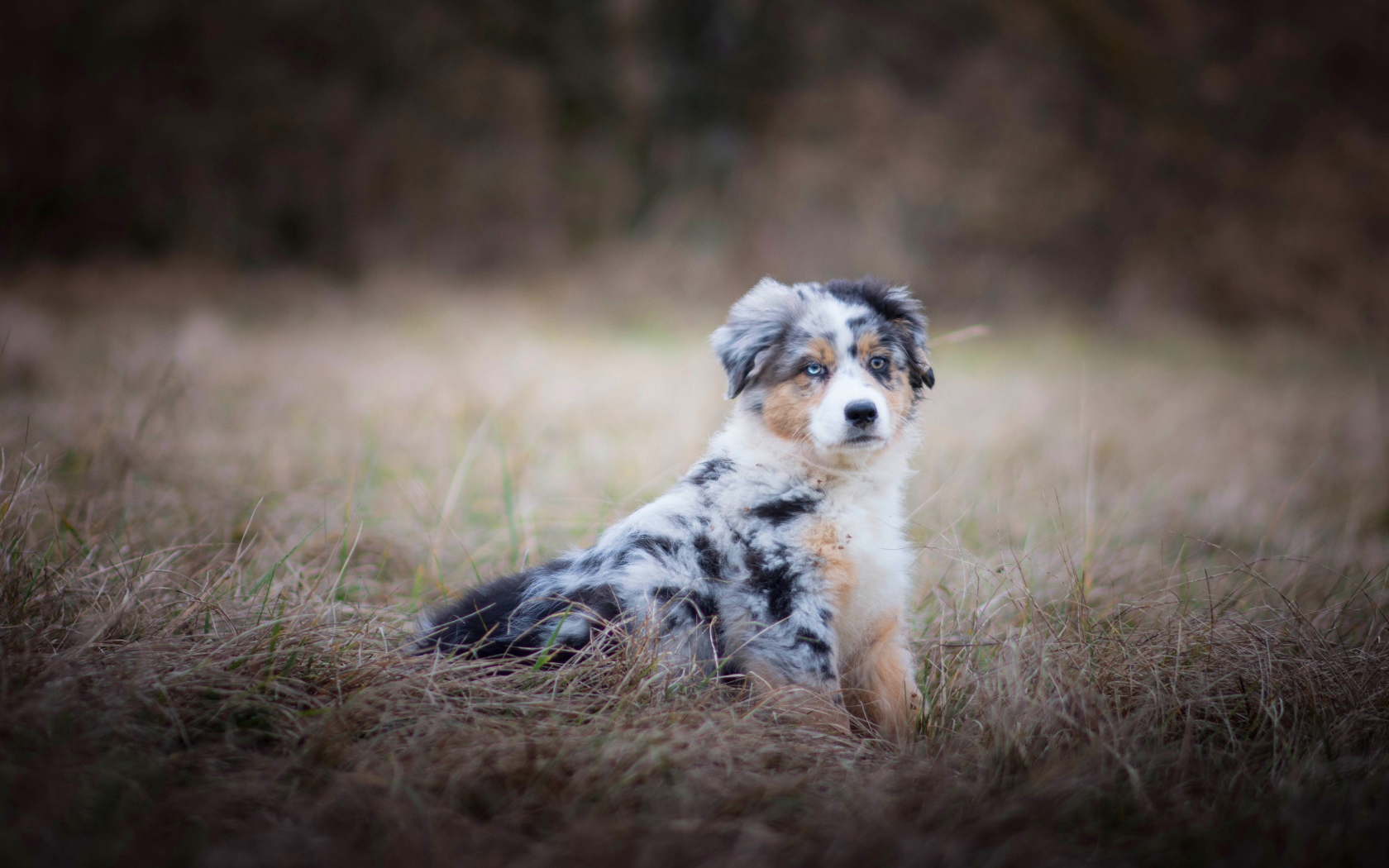 Australian Shepherd puppy with different eyes sitting on the dry grass