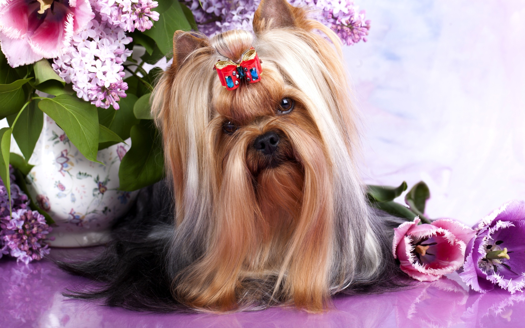 Австралийский шелковистый терьер с цветами сирени и тюльпанами