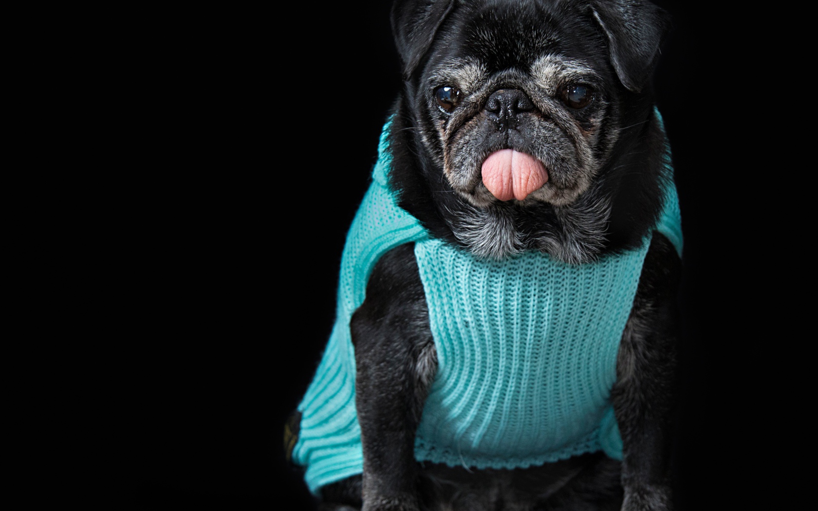 Черный мопс в свитере с высунутым языком