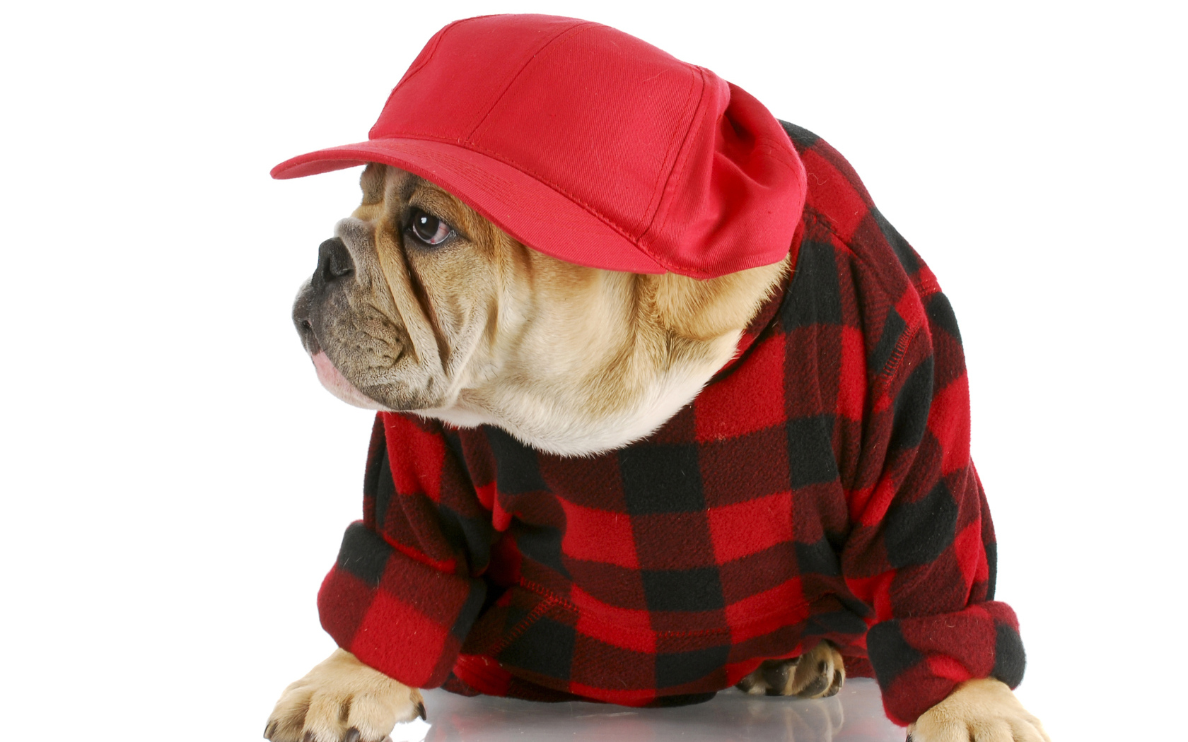 Бульдог в бейсболке на белом фоне