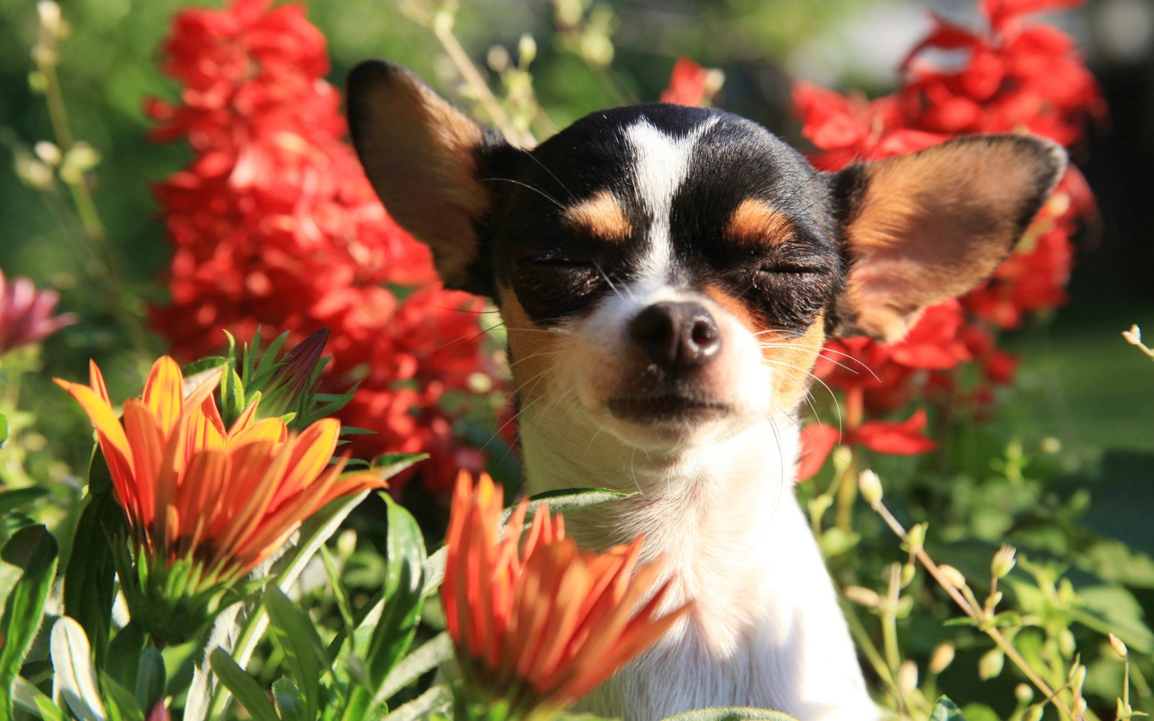 Собака породы чихуахуа с закрытыми глазами в цветах 