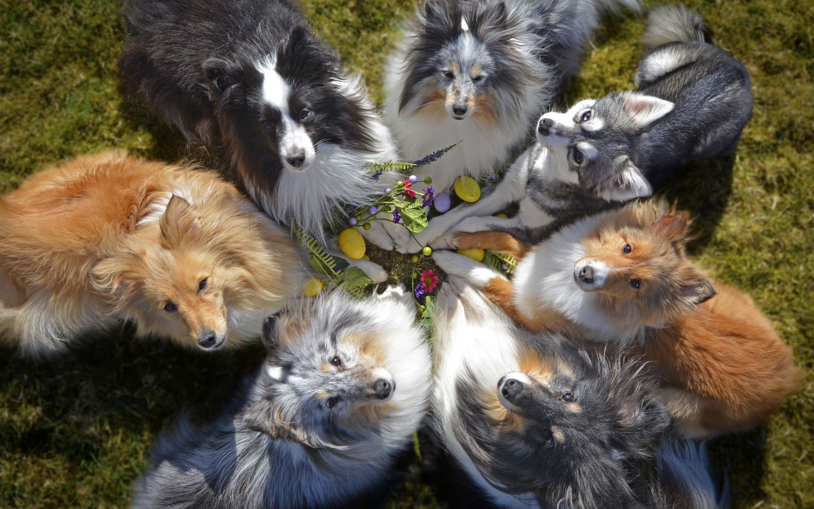 Собаки породы колли смотрят вверх