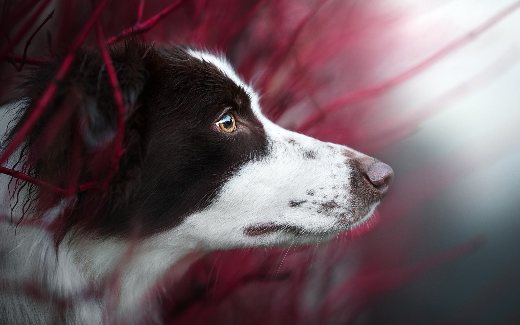 Любопытный взгляд  собаки породы бордер колли