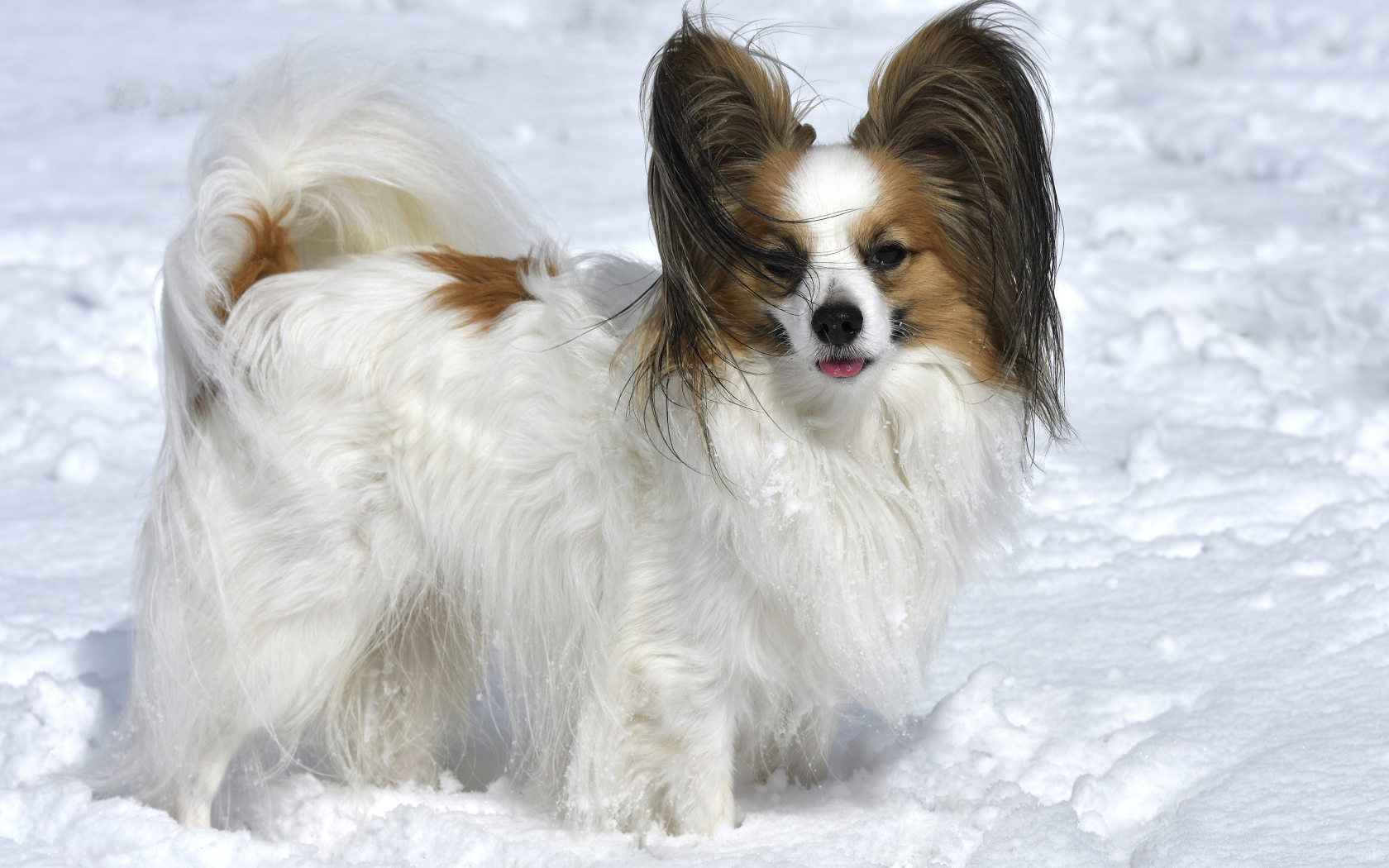 Пес породы Кинг-чарльз-спаниель стоит на снегу