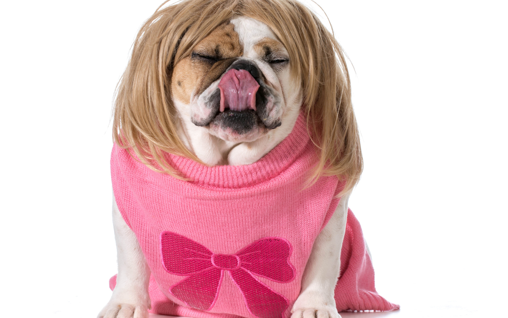 Английский бульдог в парике на белом фоне