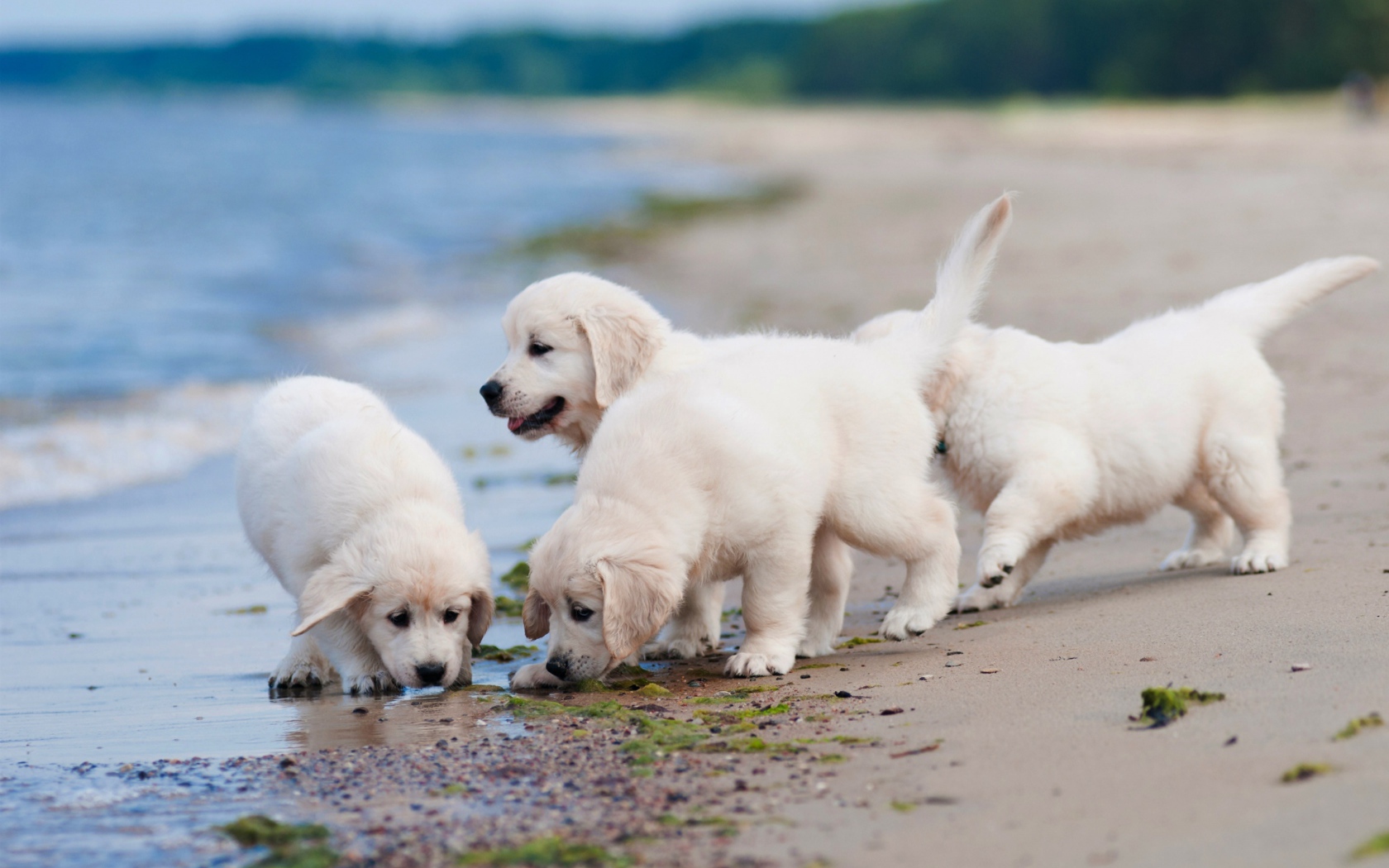 Четыре маленьких белых щенка золотистого ретривера на пляже