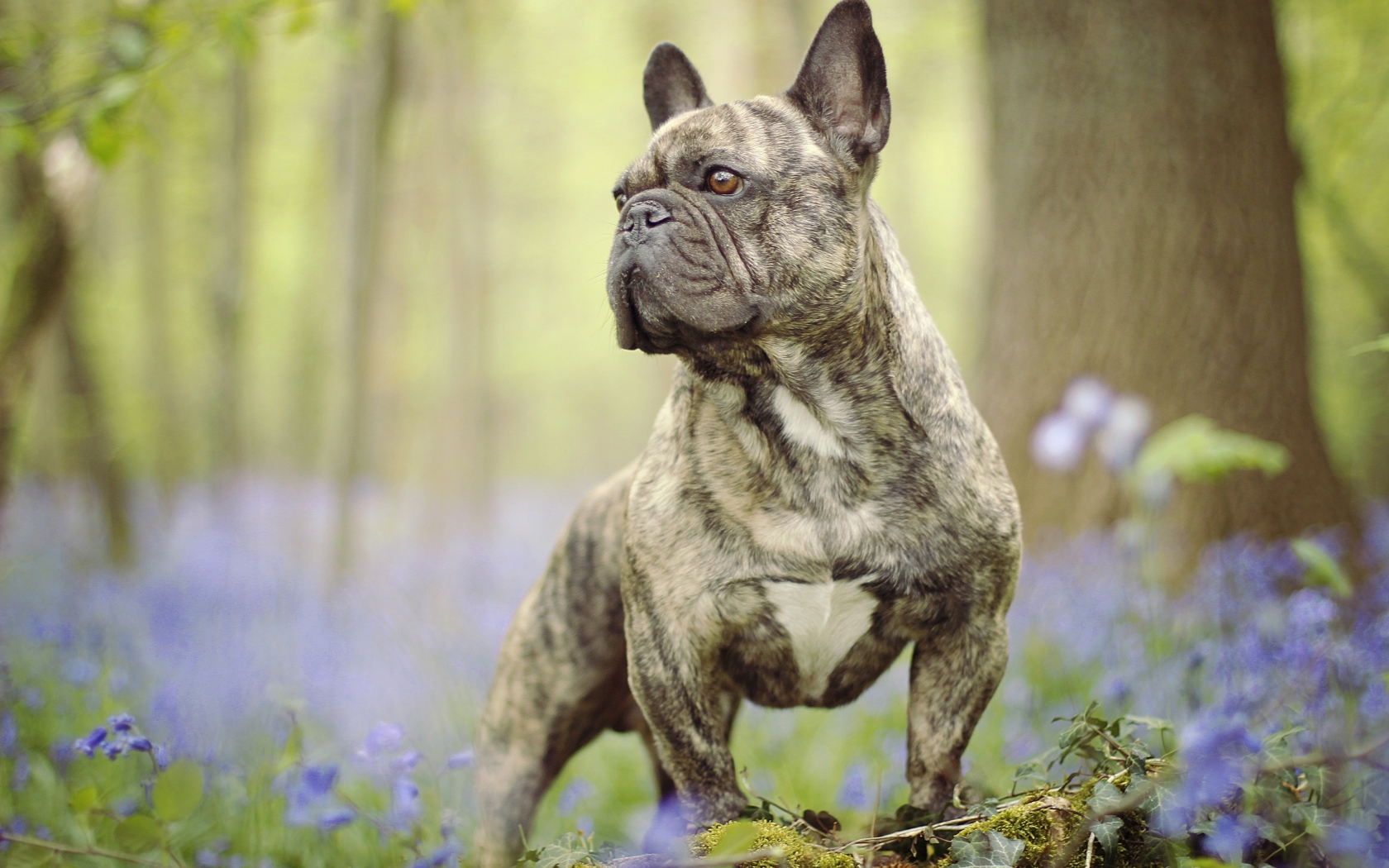 Французский бульдог гуляет по лесу