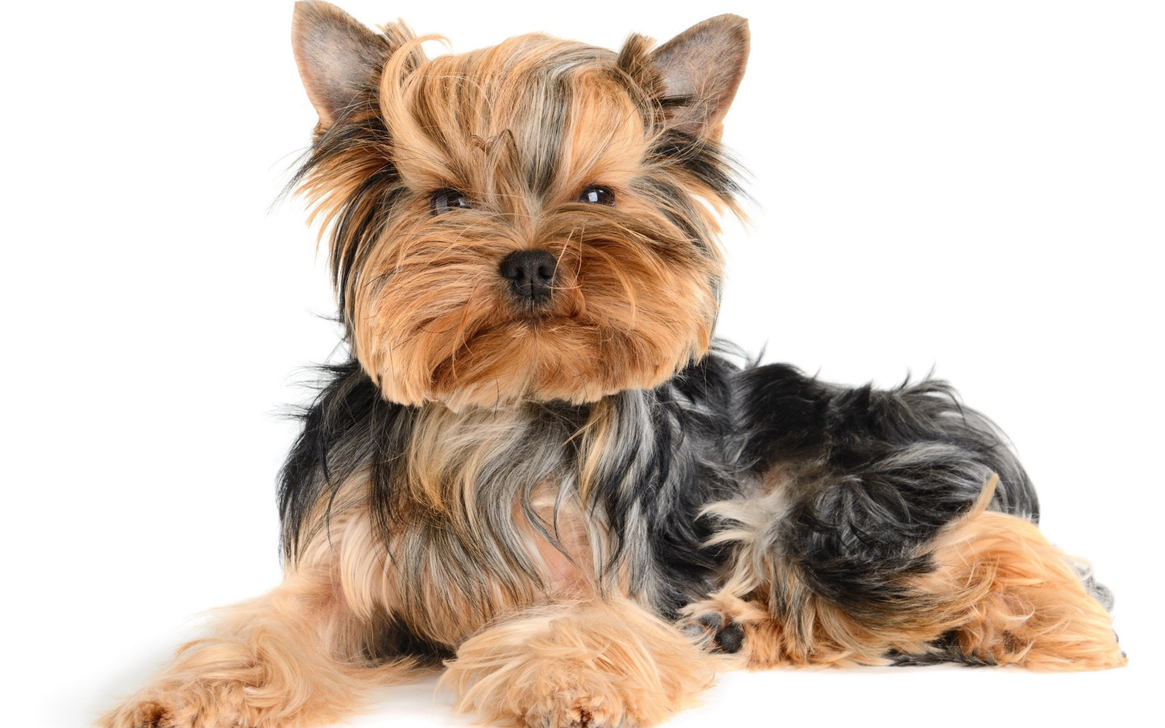 Смешной йоркширский терьер на белом фоне