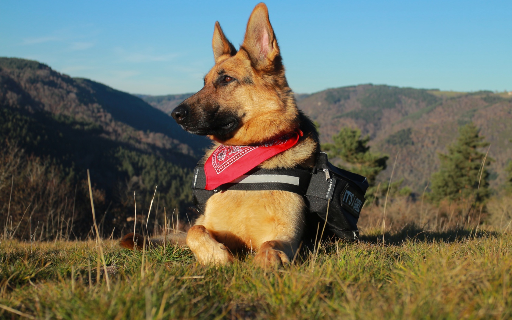 Немецкая овчарка с рюкзаком лежит на траве на фоне гор