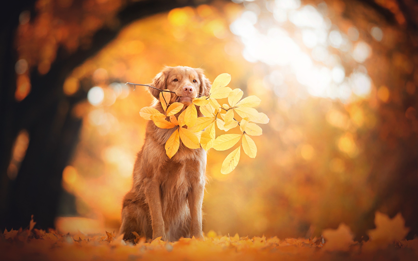 Золотистый ретривер в веткой с желтыми листьями в парке осенью