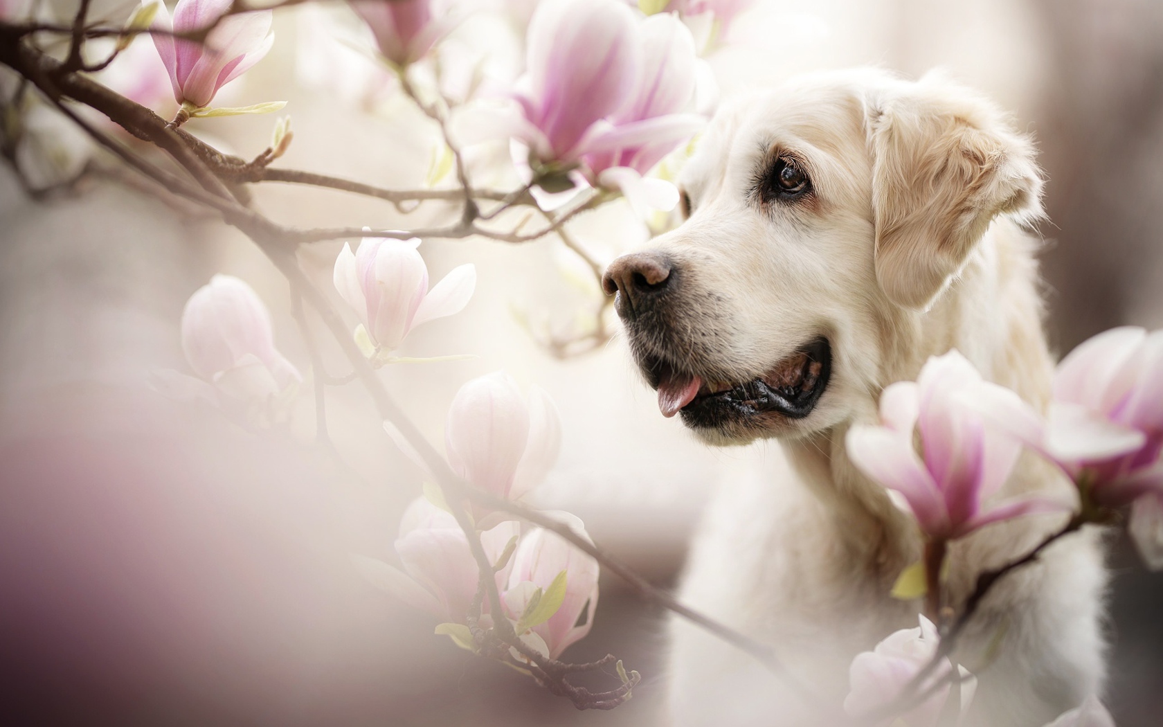 Золотистый ретривер с высунутым языком в розовых цветах