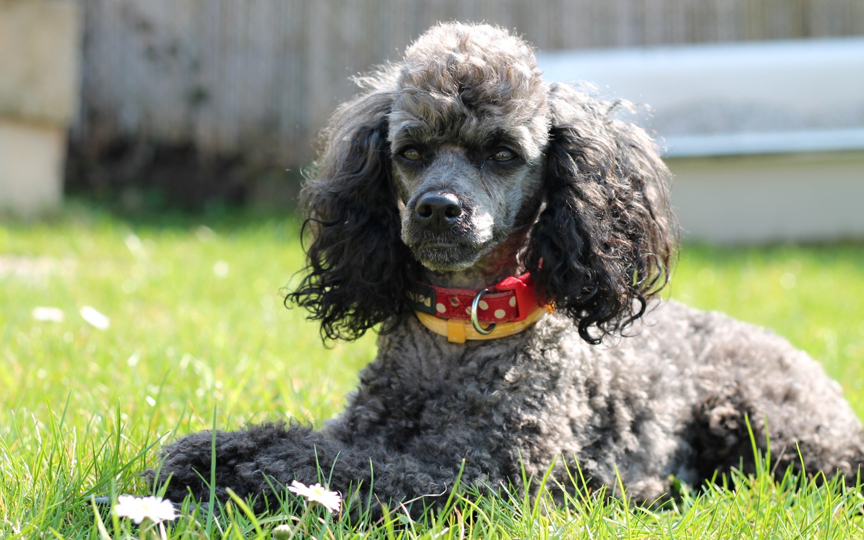 Серый пудель с ошейником лежит на зеленой траве