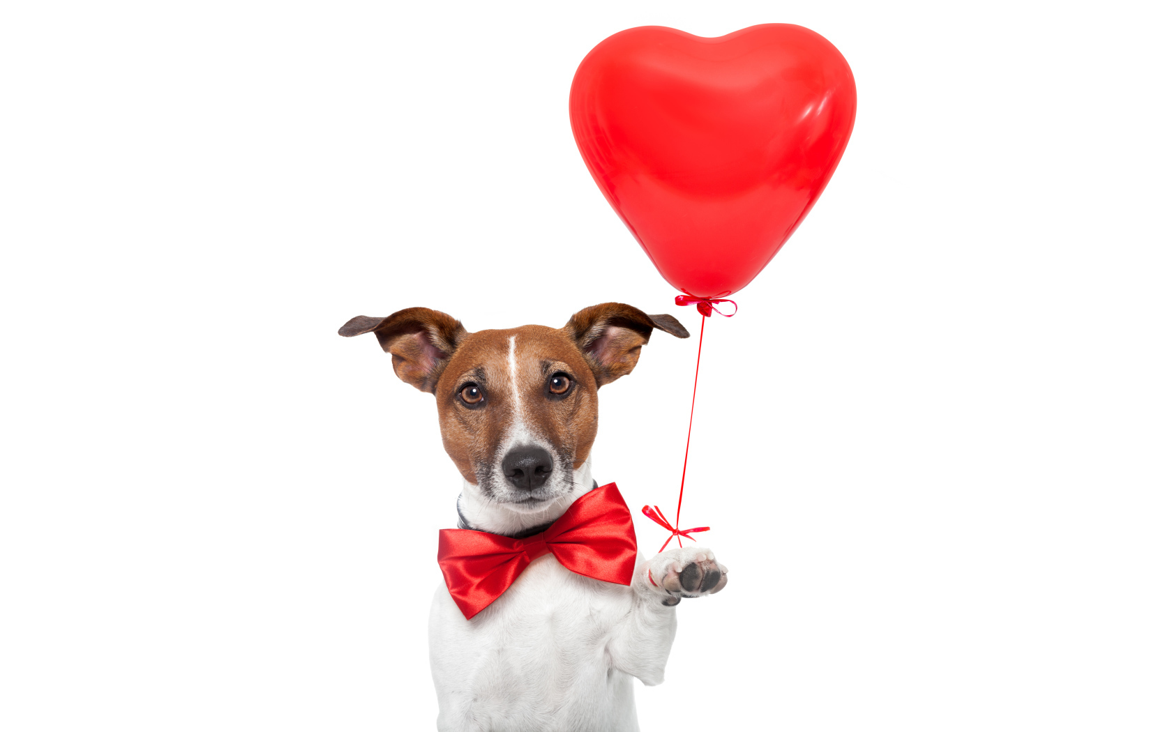 Джек-рассел-терьер с красным шариком в форме сердца на белом фоне