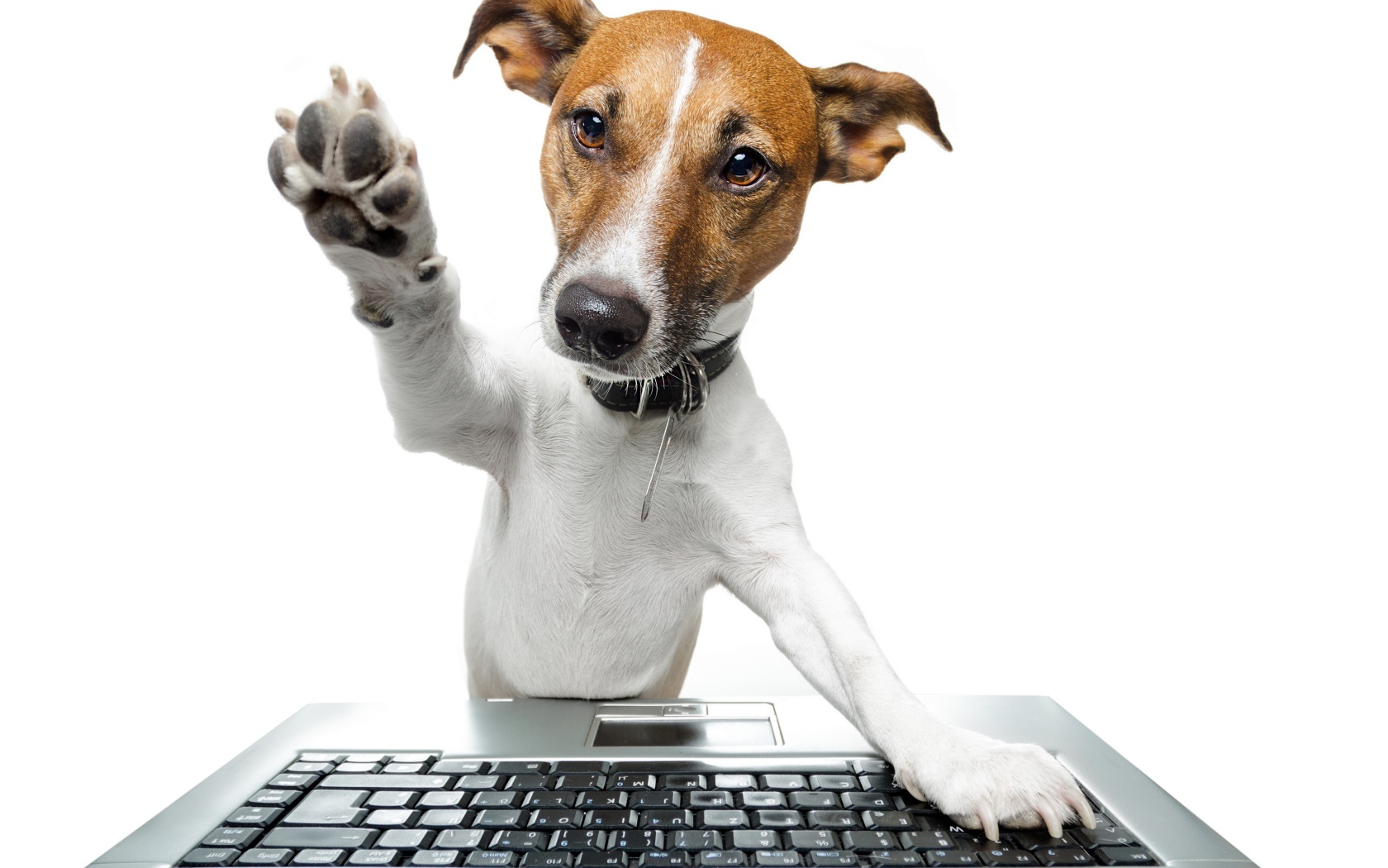 Джек рассел терьер с клавиатурой на белом фоне