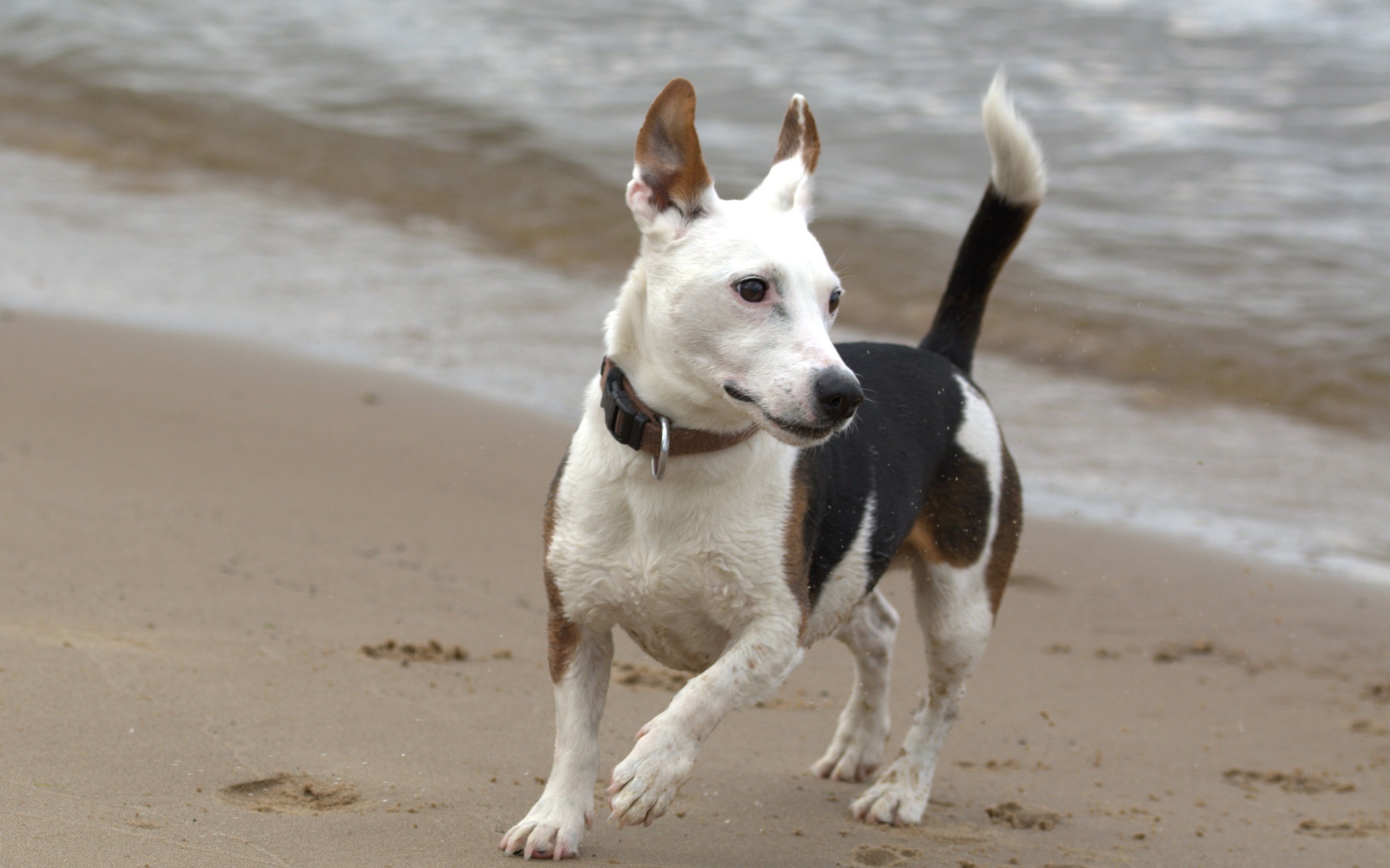 Джек рассел терьер гуляет по песку на пляже