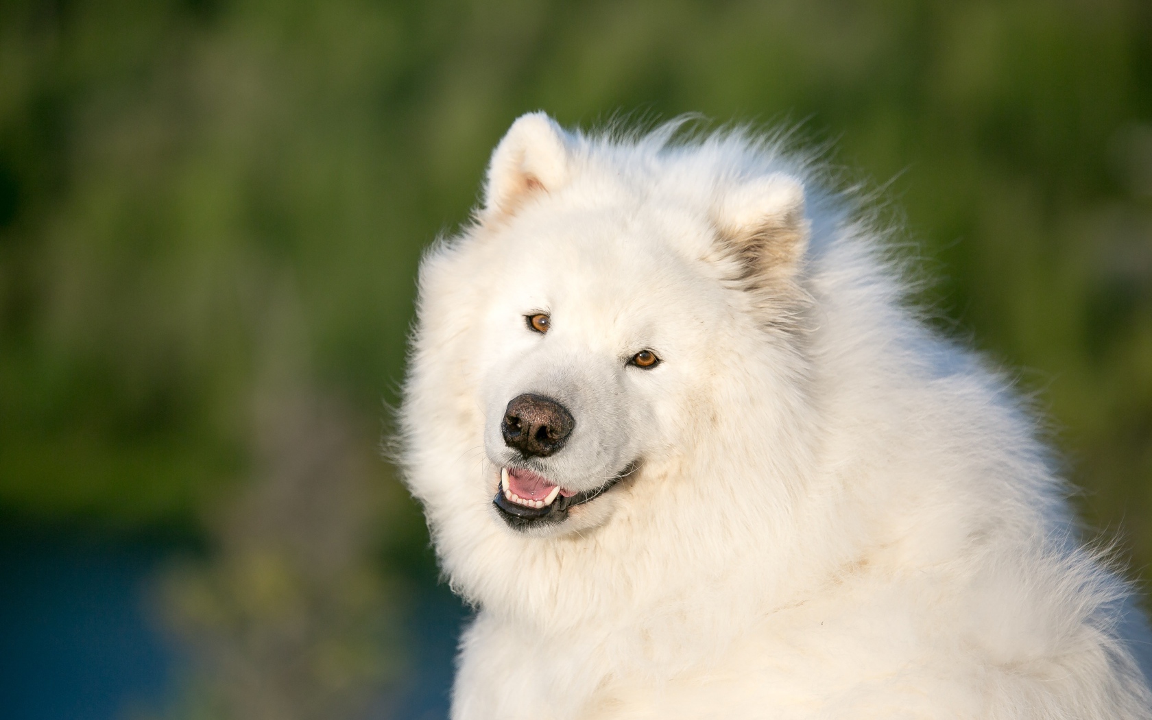 Большой белый пес породы самоед