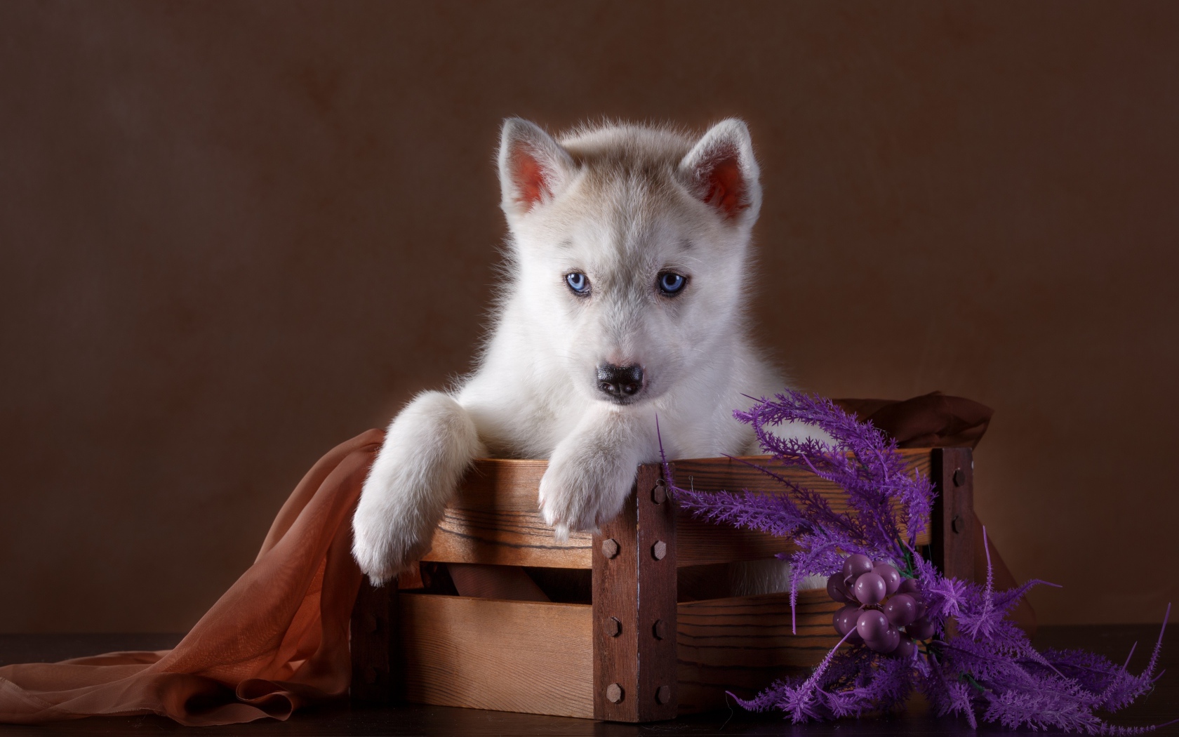 Маленький красивый щенок хаски в деревянном ящике