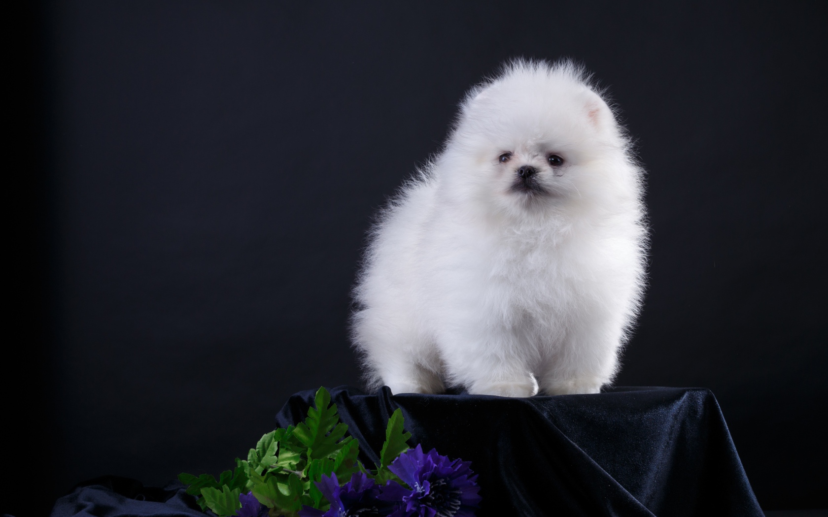 Маленький пушистый белый шпиц на черном фоне