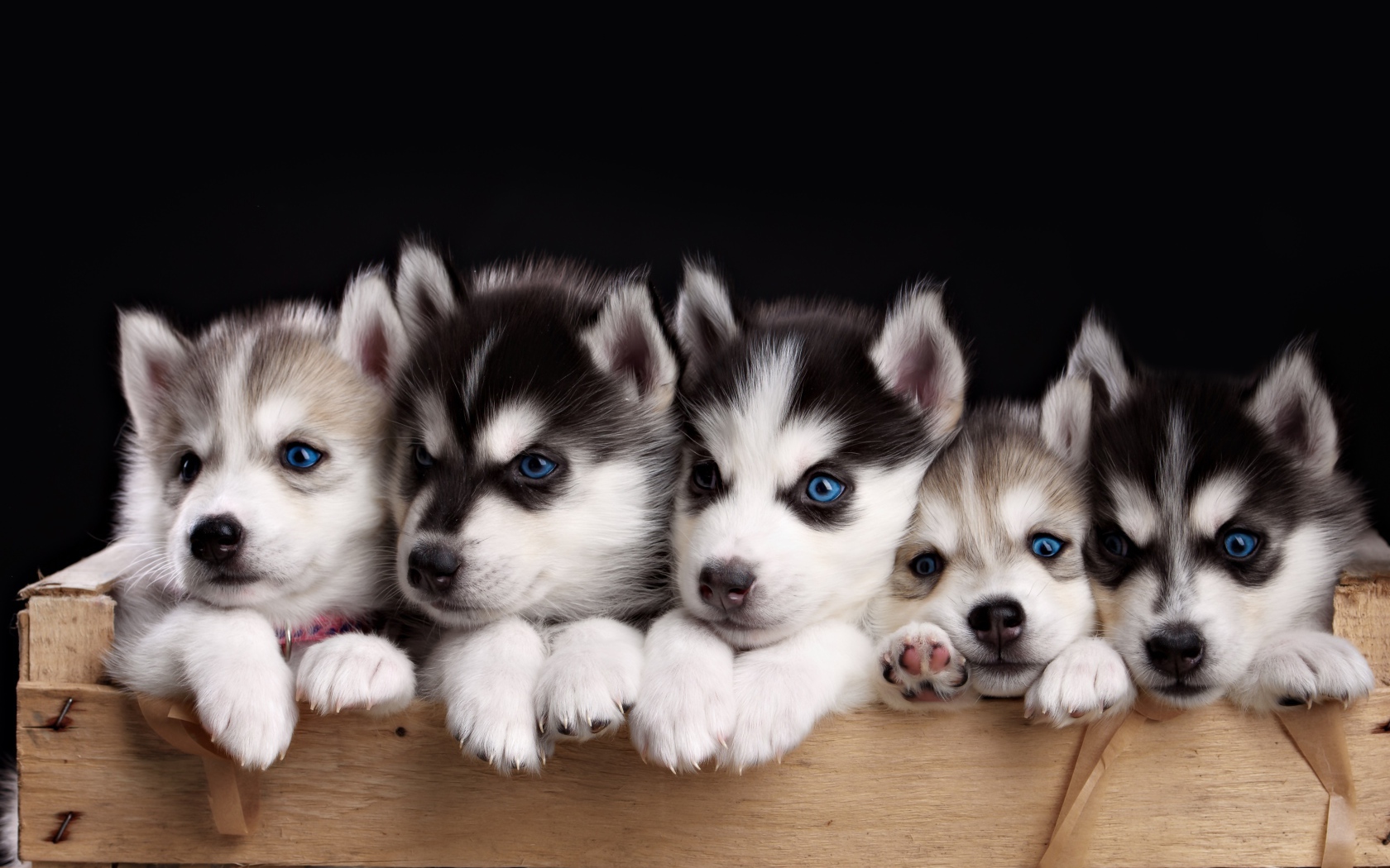 Маленькие забавные щенки хаски в ящике на черном фоне