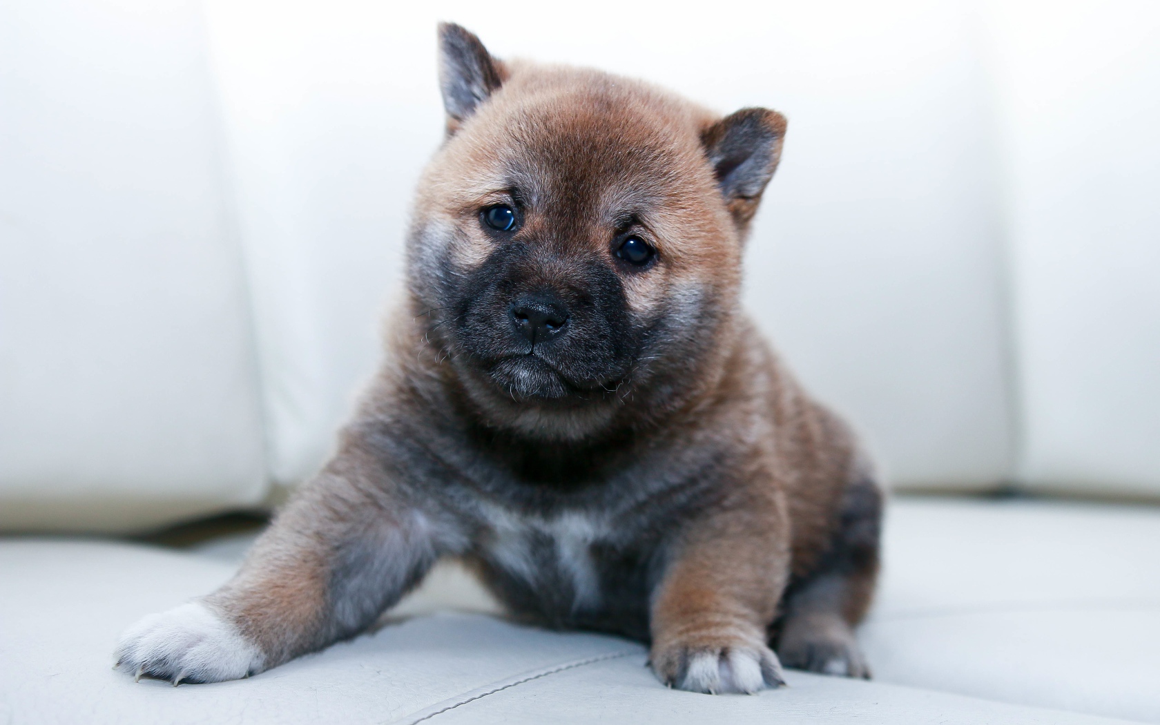 Маленький щенок акита ину