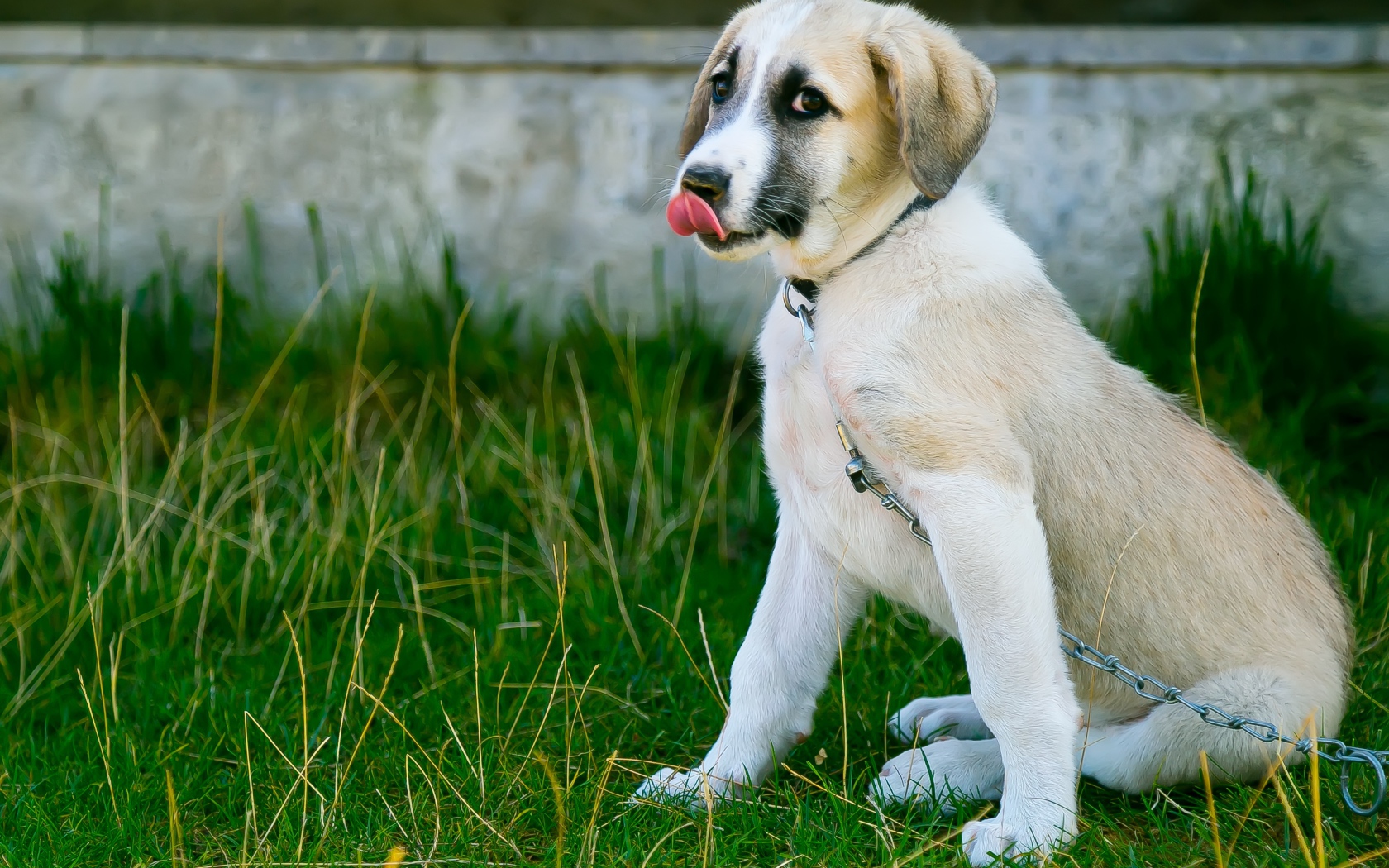 Маленький щенок с высунутым языком на цепи