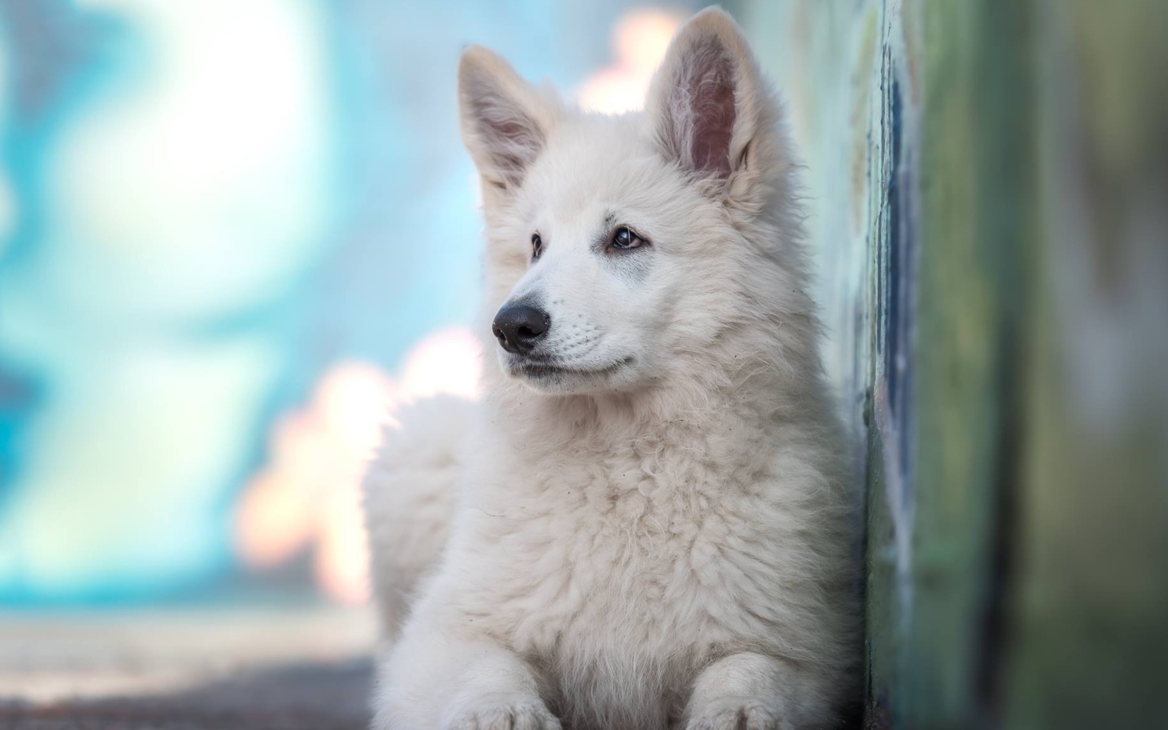 Маленькая белая овчарка с грустным взглядом