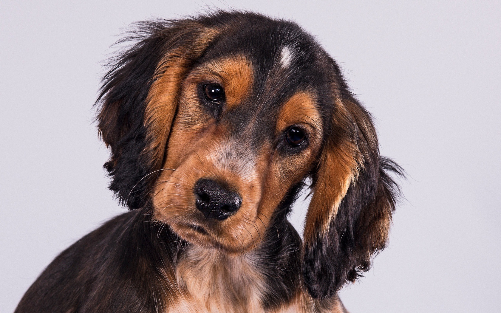 Щенок Кокер-Спаниеля на сером фоне