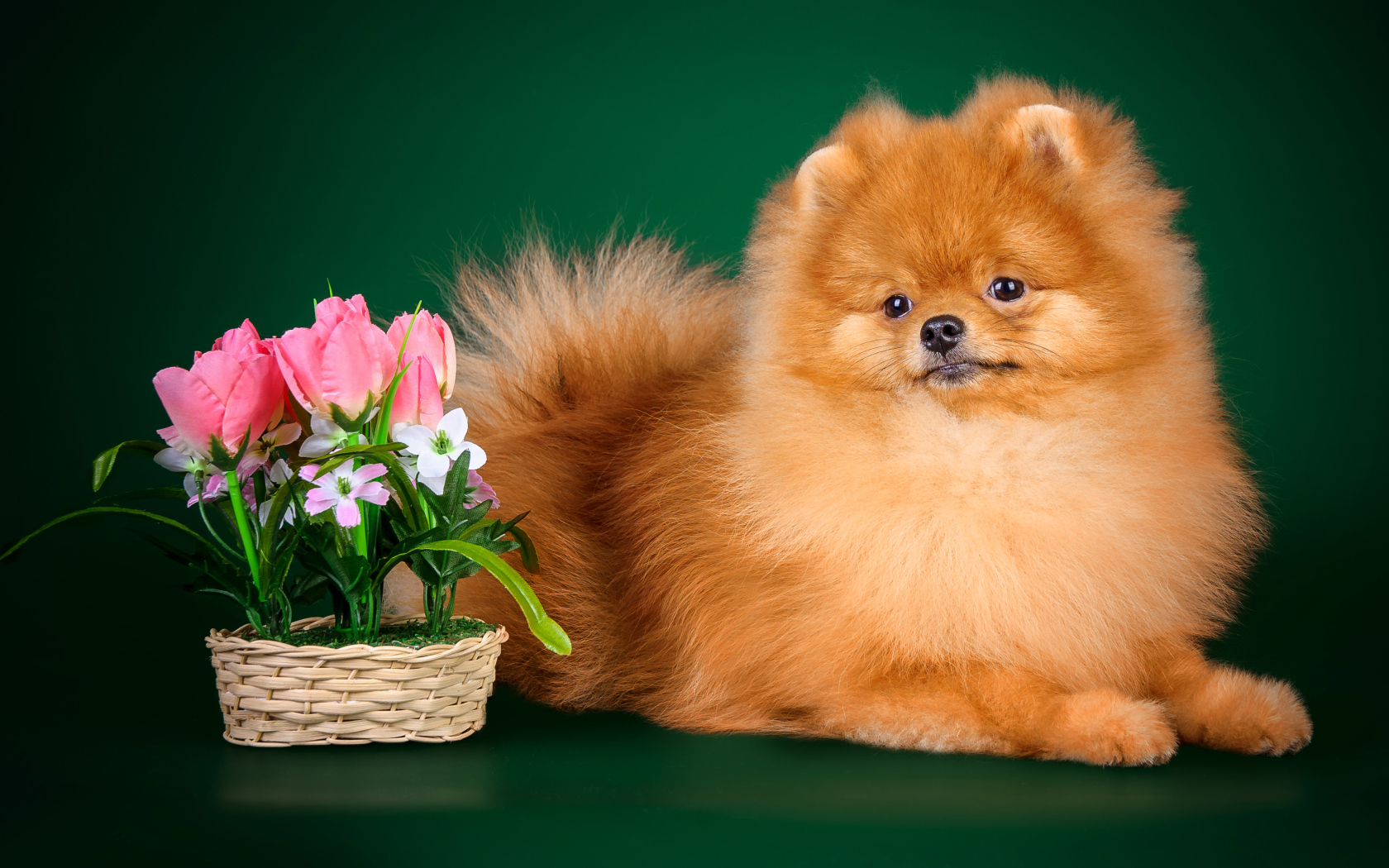 Рыжий шпиц на зеленом фоне