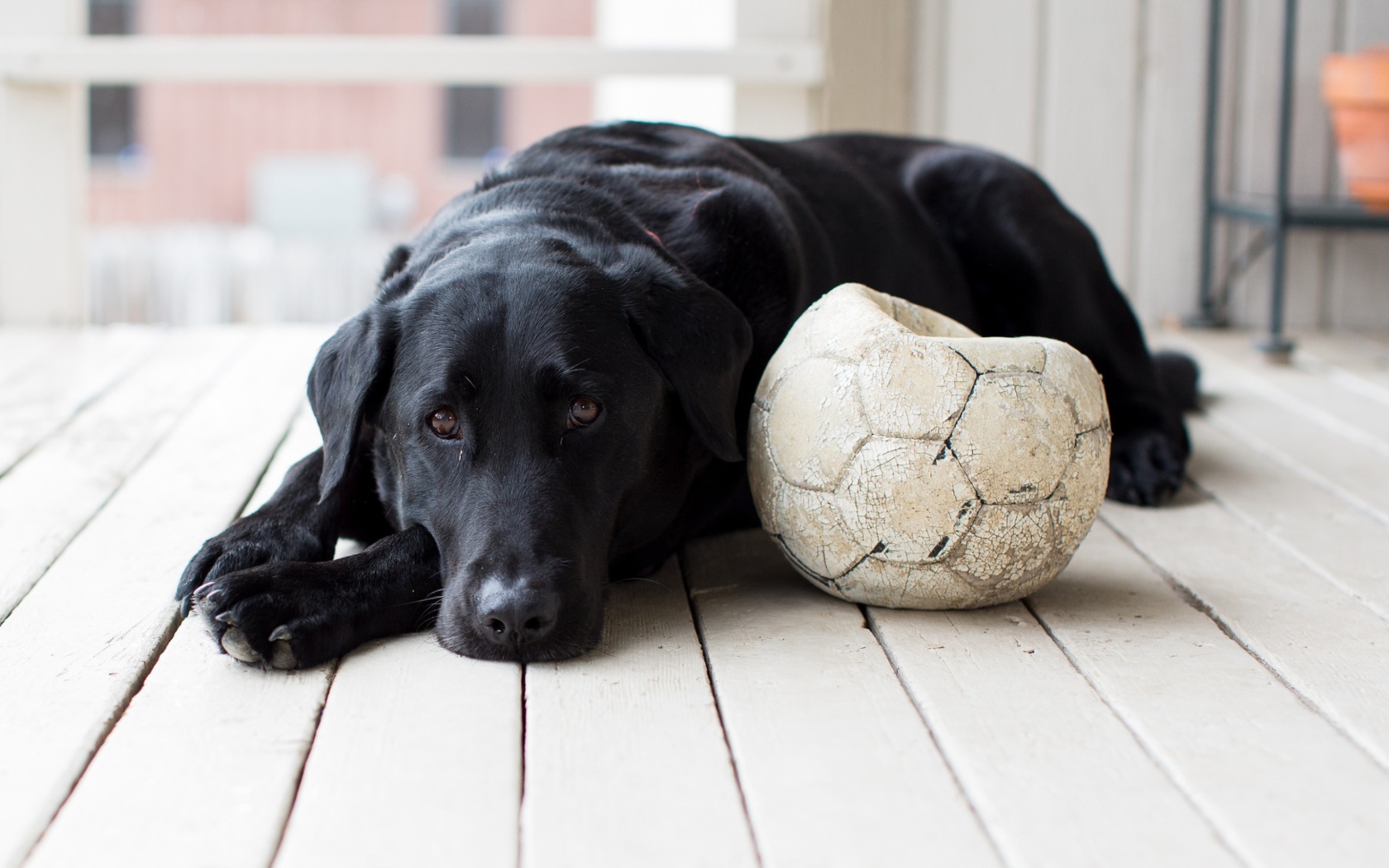 Грустный черный лабрадор с футбольным мячом 