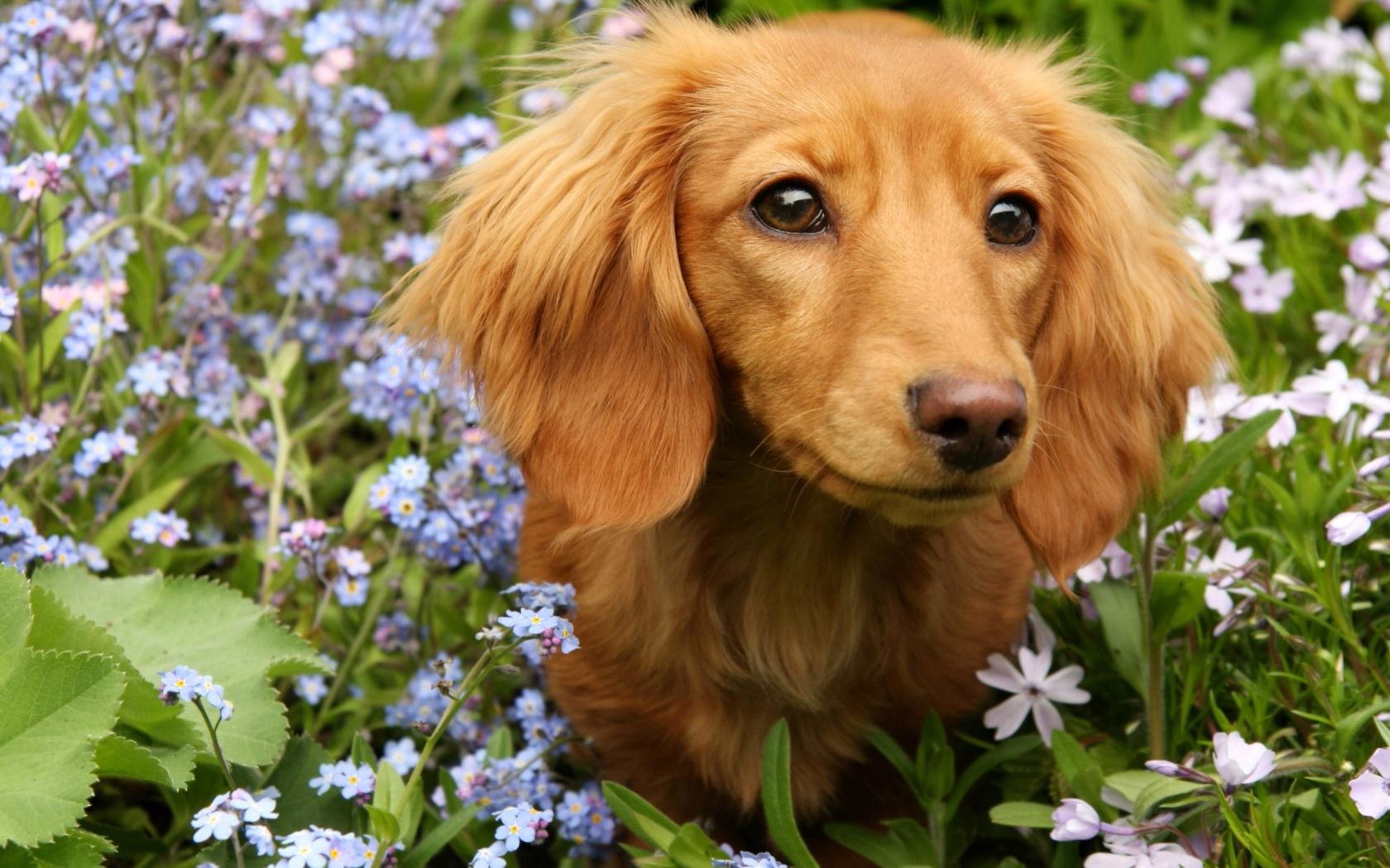 Грустная такса сидит в голубых цветах