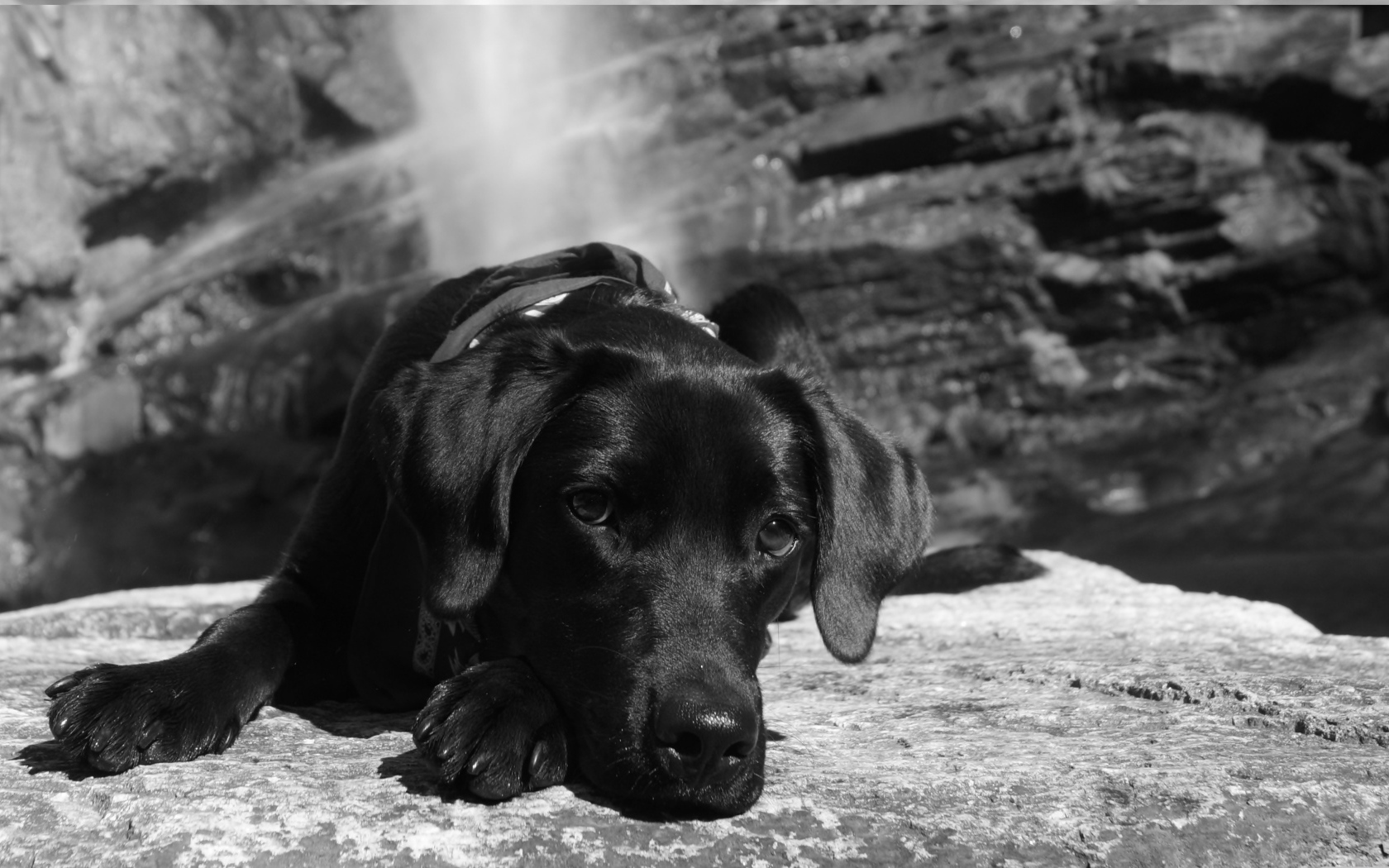 Грустная собака лежит на камне, черно белое фото