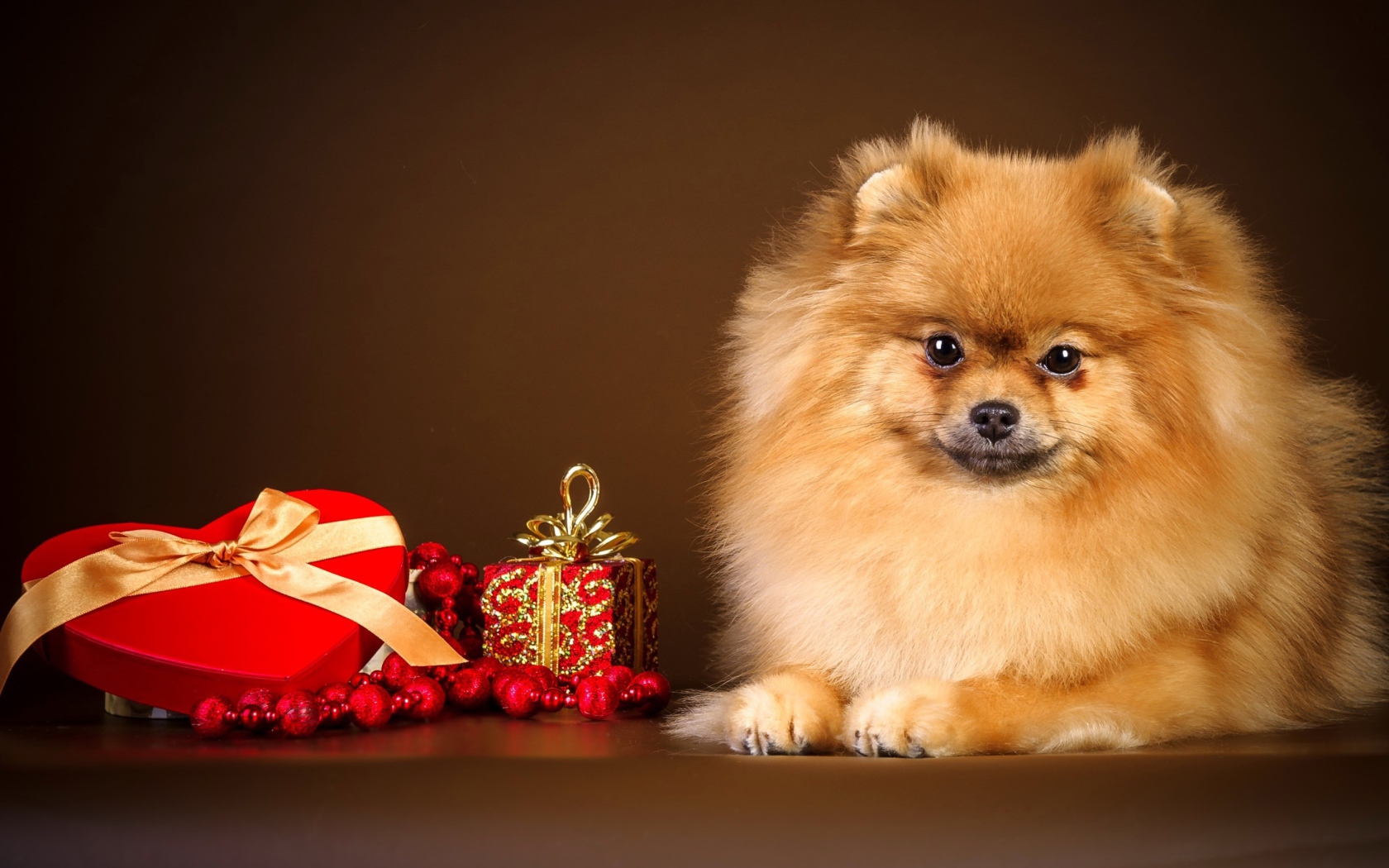 Шпиц с подарком в форме сердца