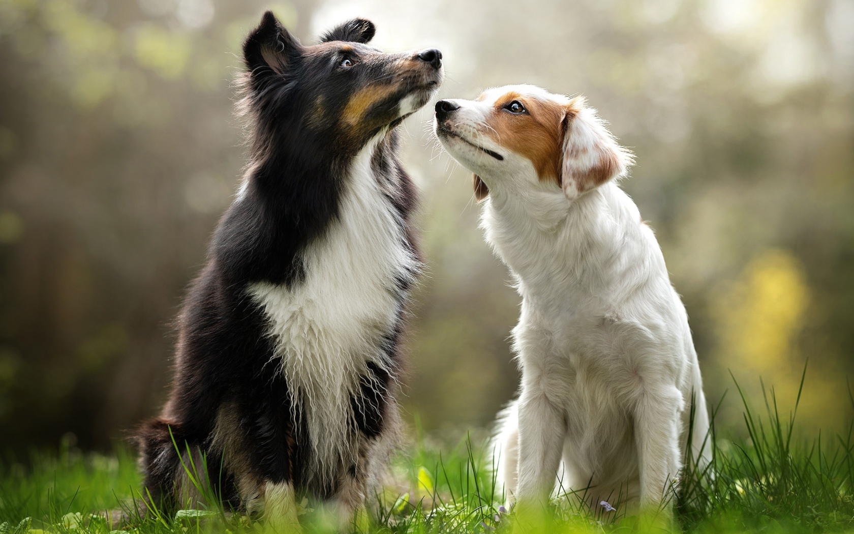 Two Border Collie dogs sitting on the grass
