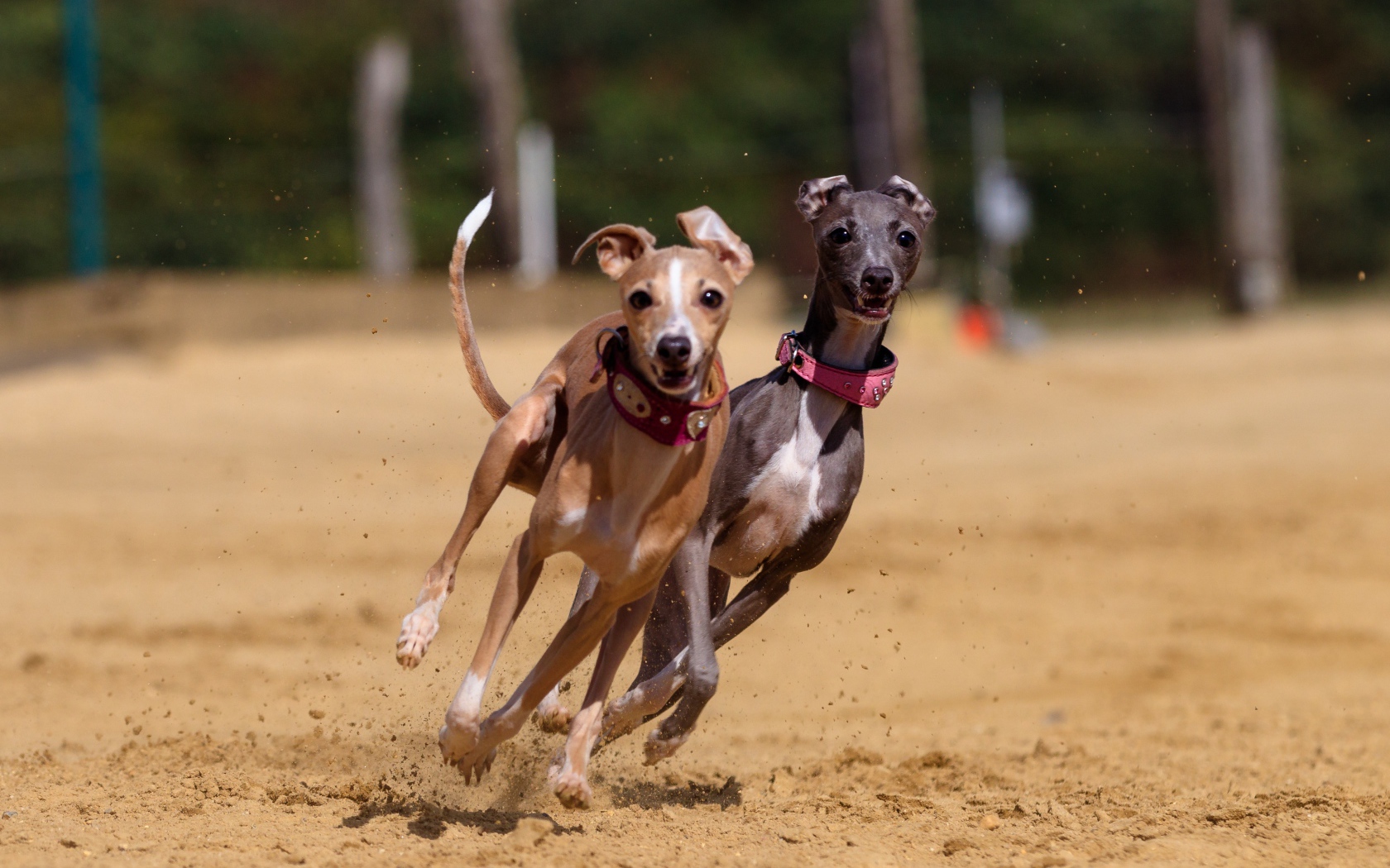 Two Greyhound dogs running in the sand
