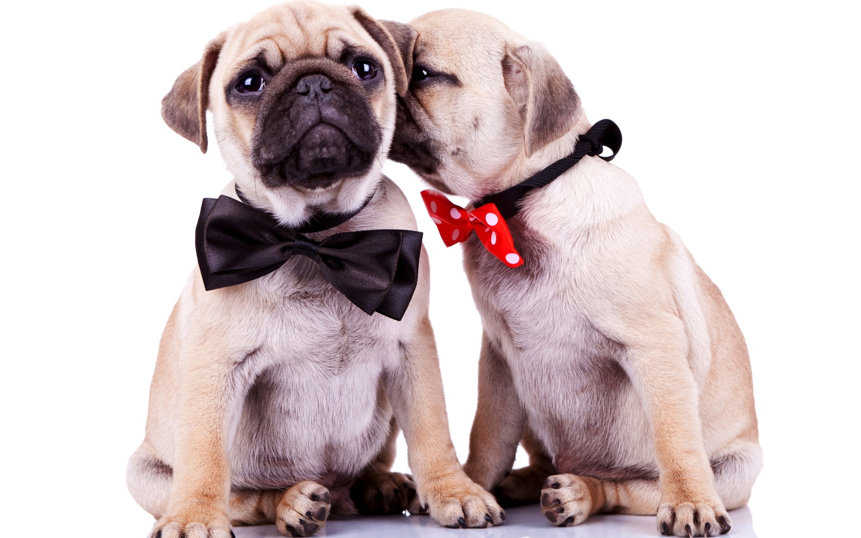 Два милых щенка мопса на белом фоне
