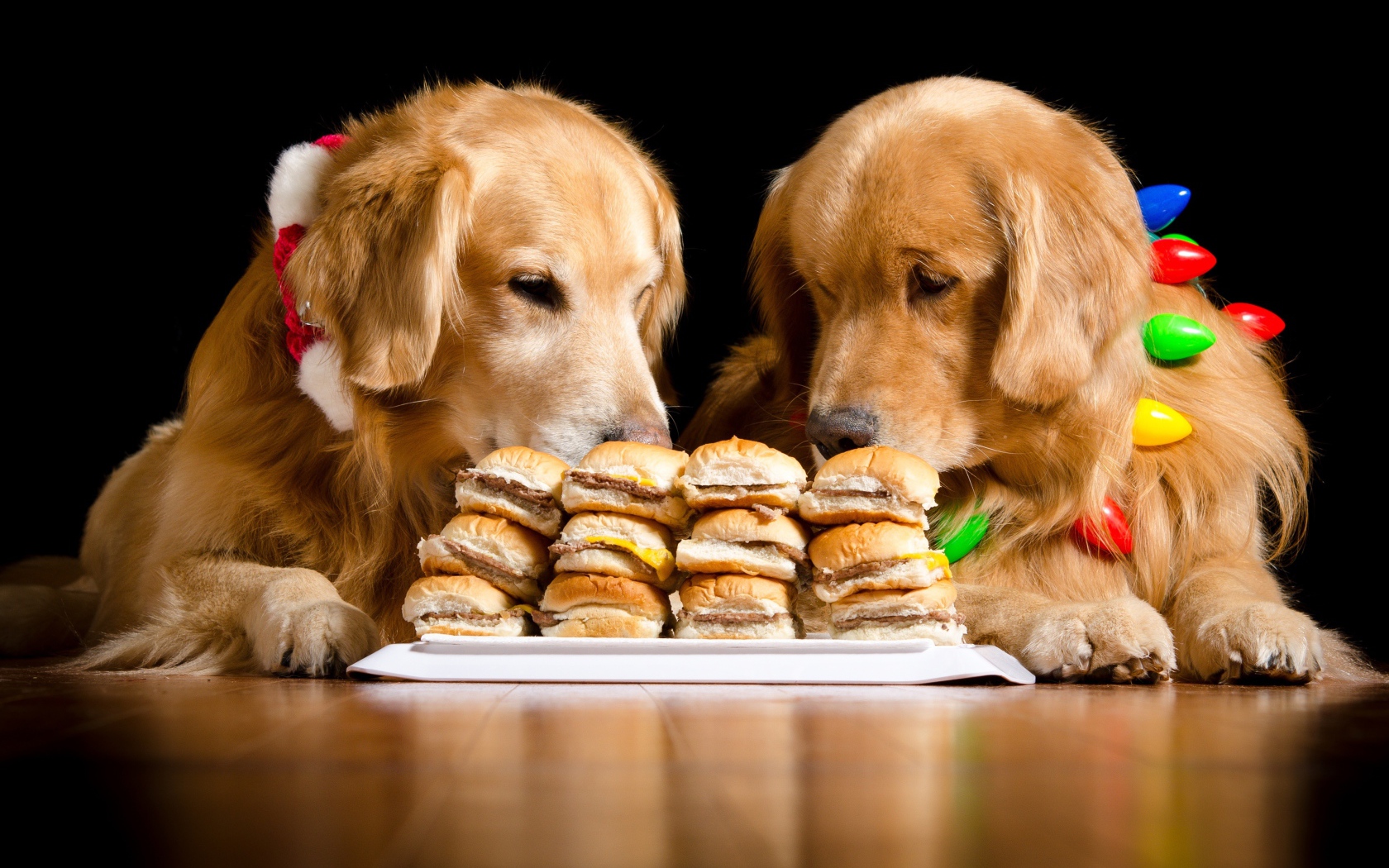 Два золотистых ретривера едят гамбургеры