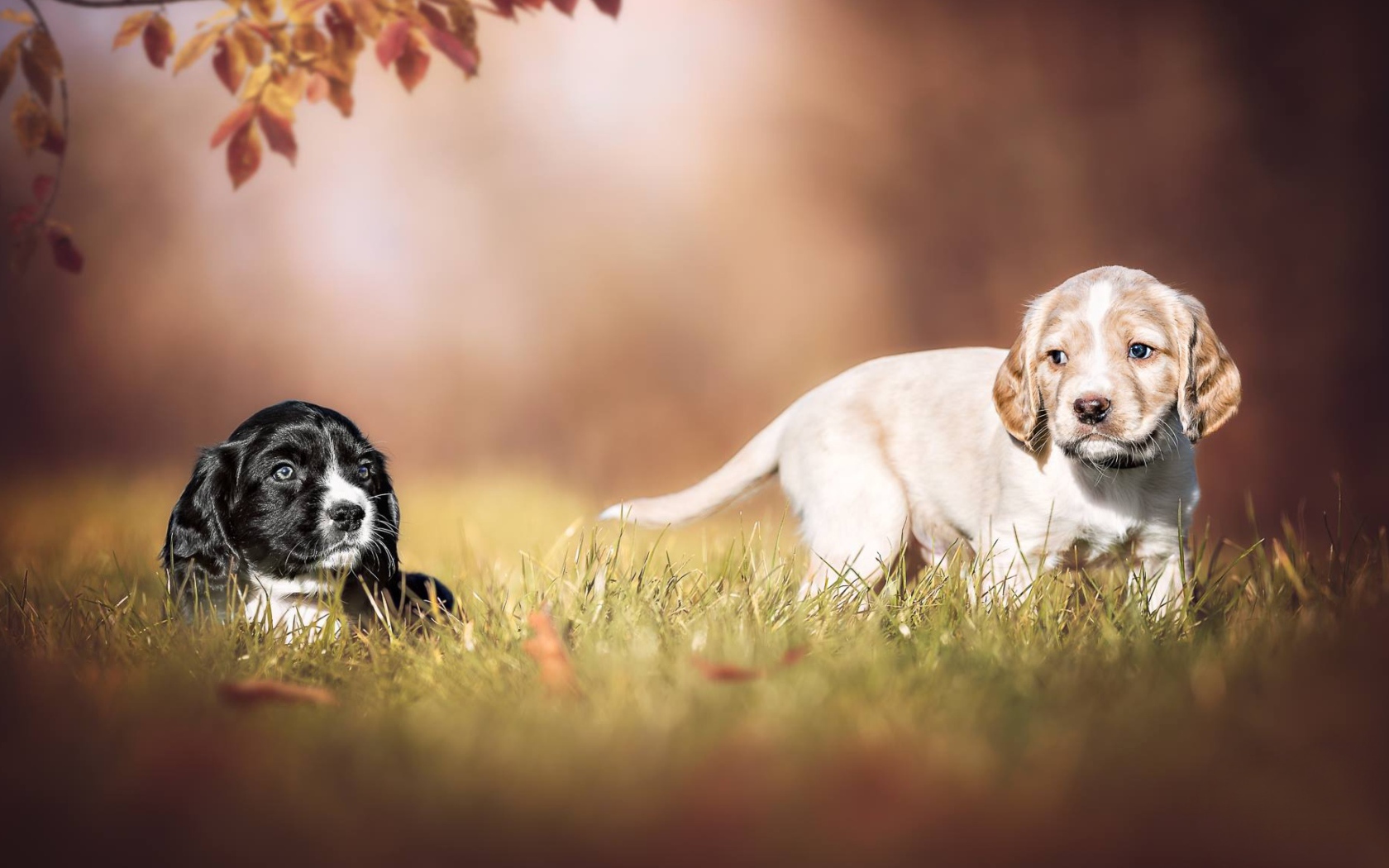 Два маленьких щенка спаниеля в зеленой траве 