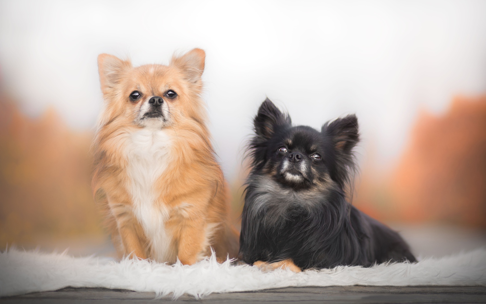 Two long haired chihuahua dogs
