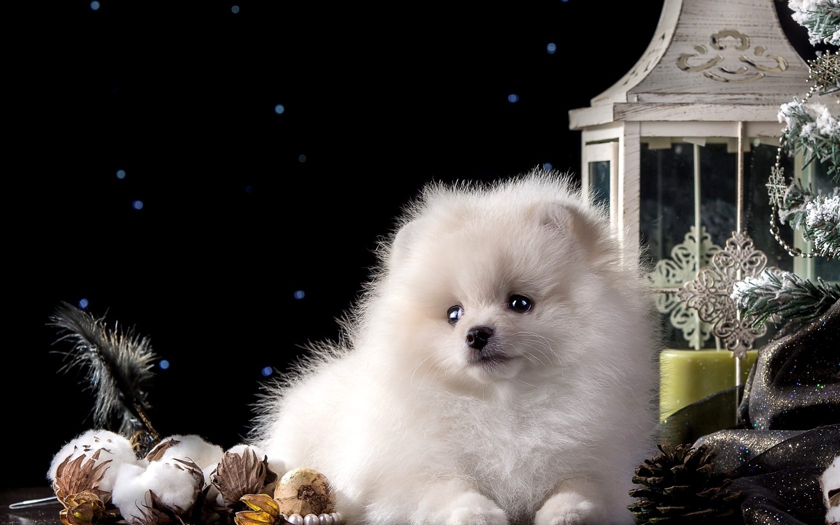 Белый маленький шпиц с новогодними украшениями