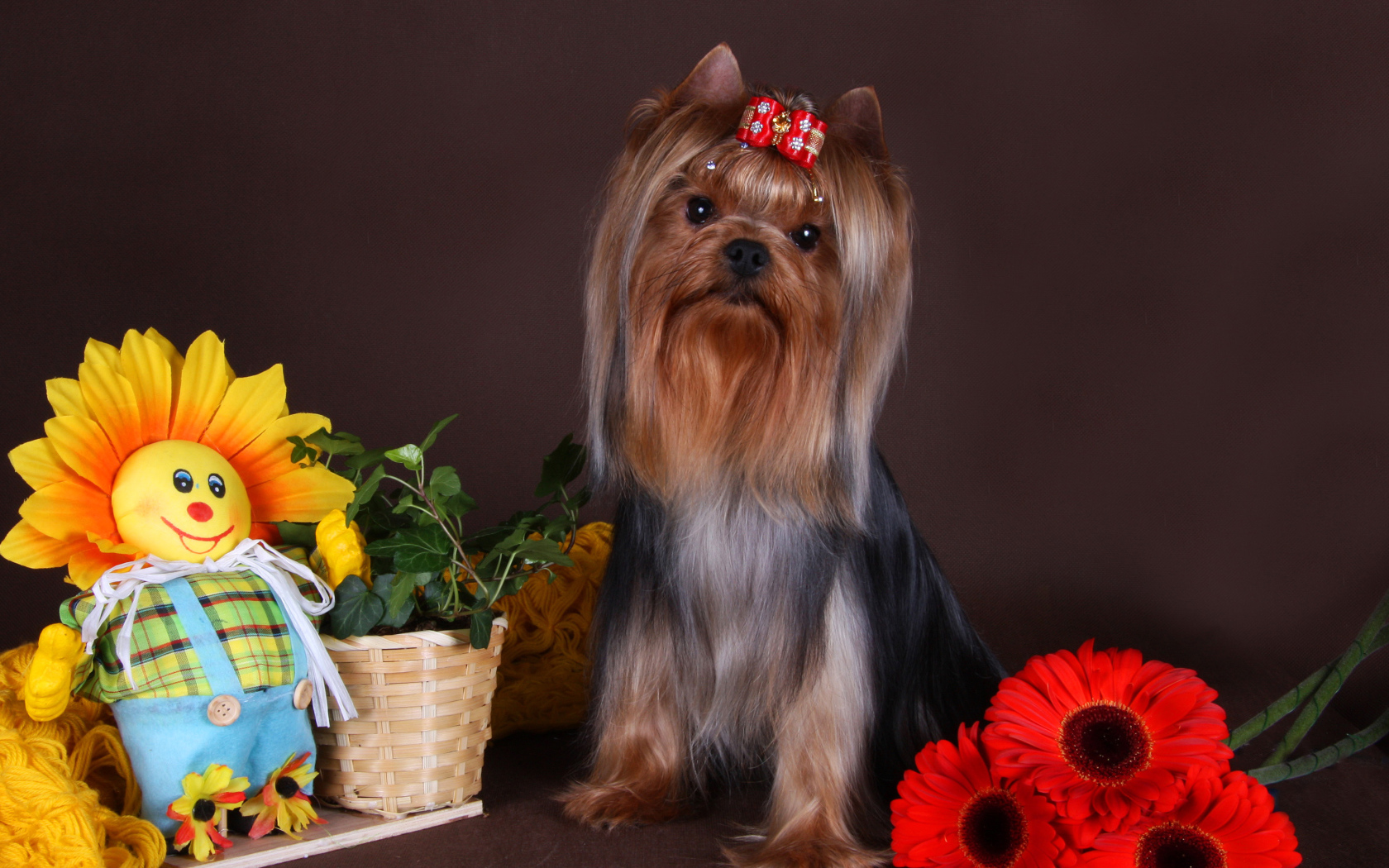 Йоркширский терьер с бантом на голове