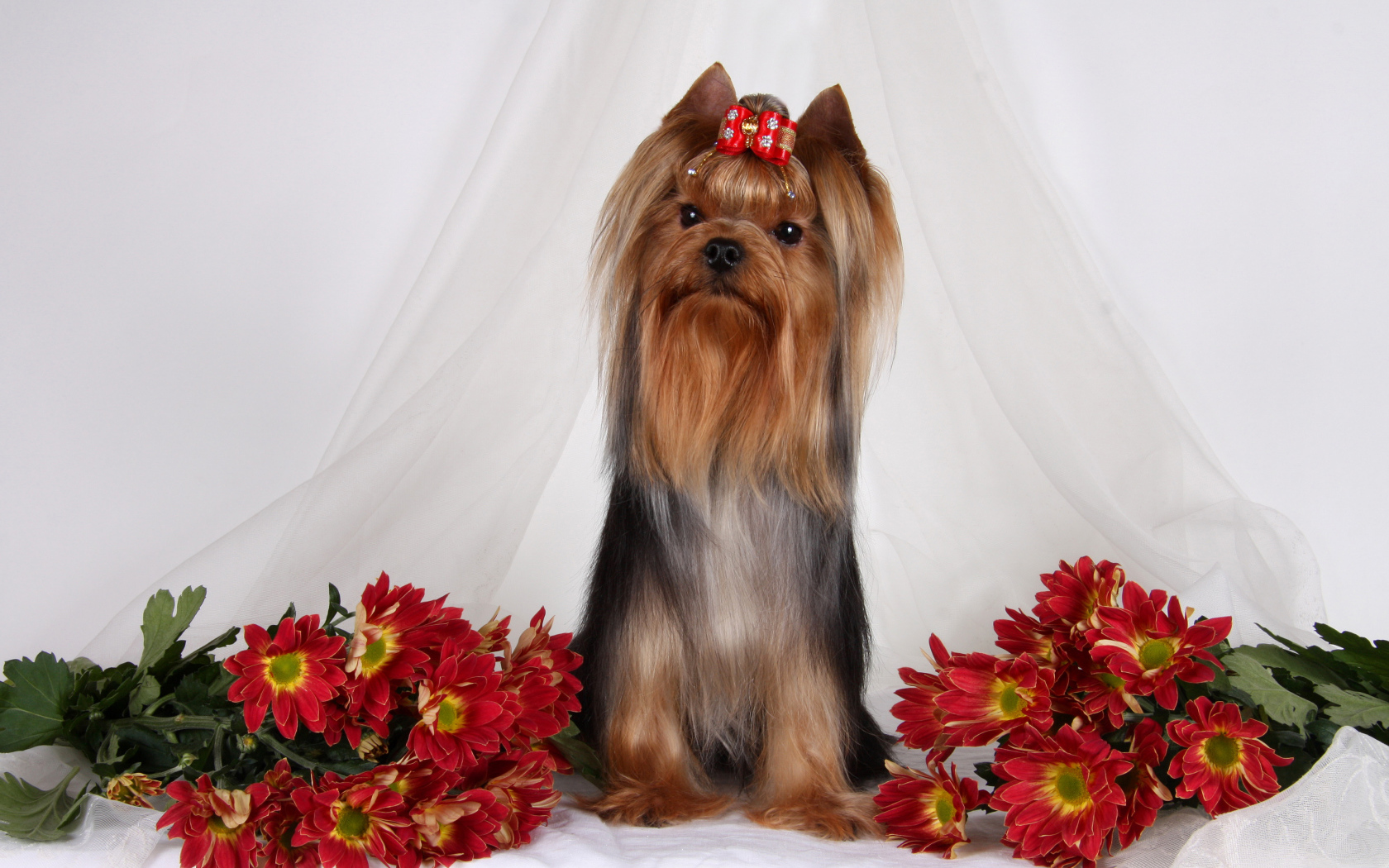 Йоркширский терьер с цветами хризантемы