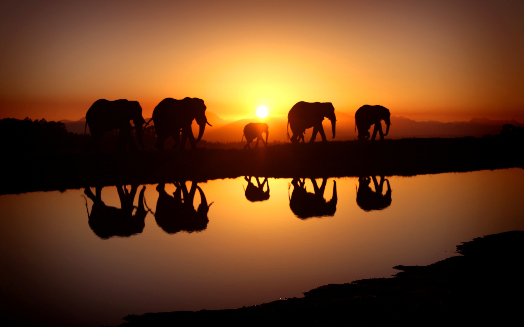 Стадо слонов отражается в воде на закате солнца