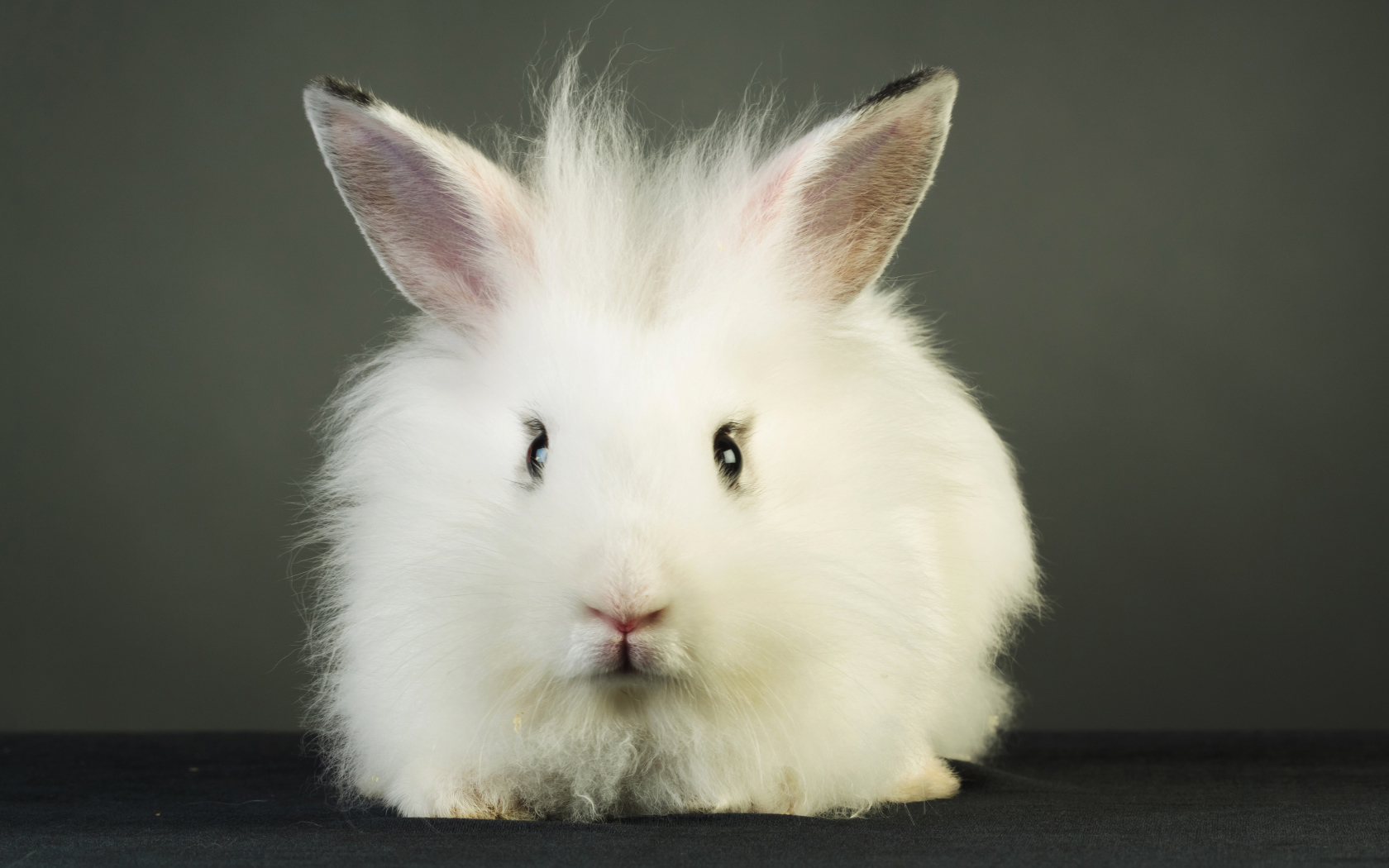 Пушистый белый декоративный кролик на сером фоне