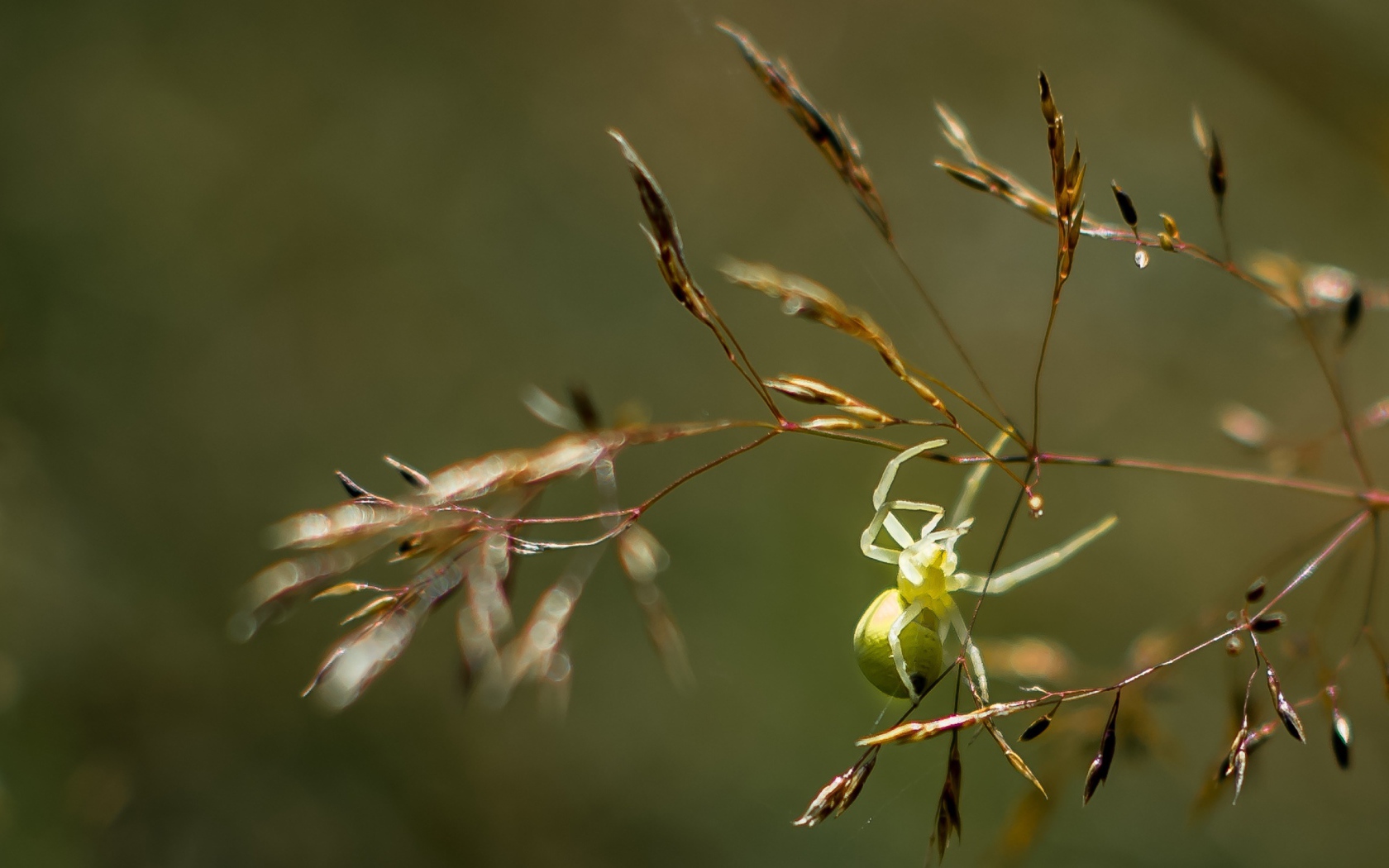 Зеленый паук висит на колоске