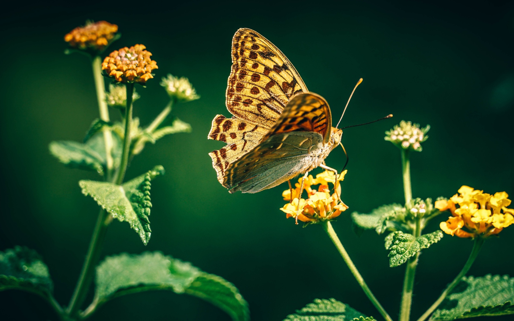 Красивая бабочка на оранжевом цветке