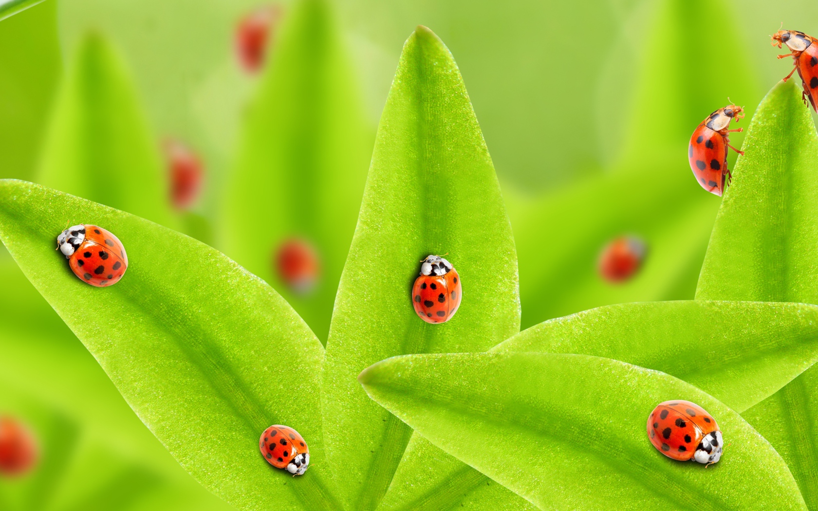 Много божьих коровок на зеленых листьях