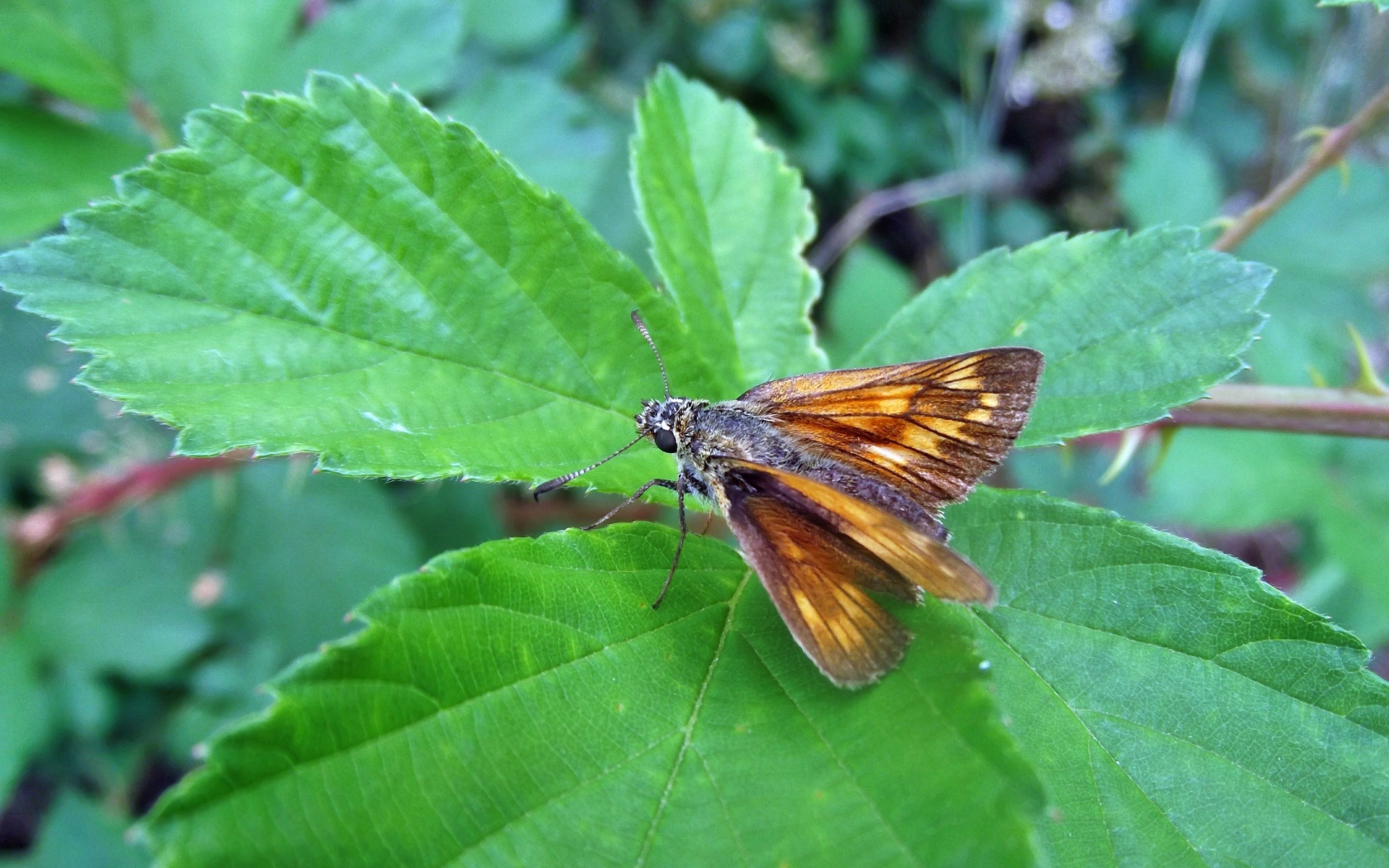 Мотылек на зеленом листе крупным планом