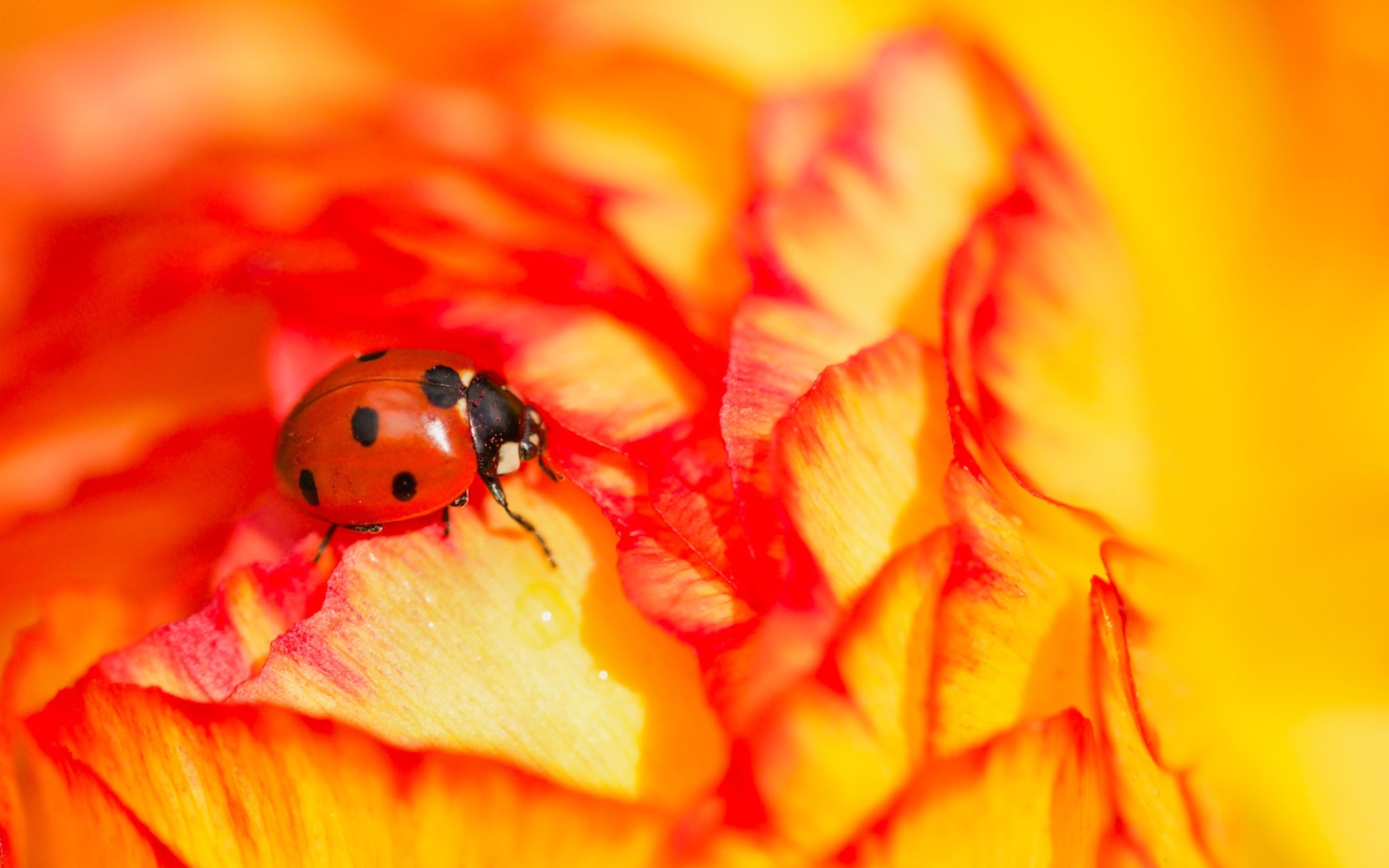 Красная божья коровка сидит на розе
