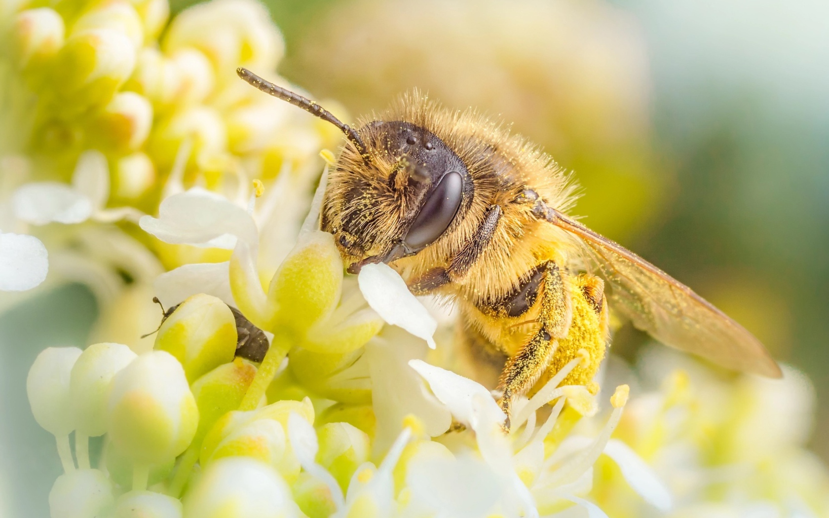 Пчела собирает нектар на белом цветке