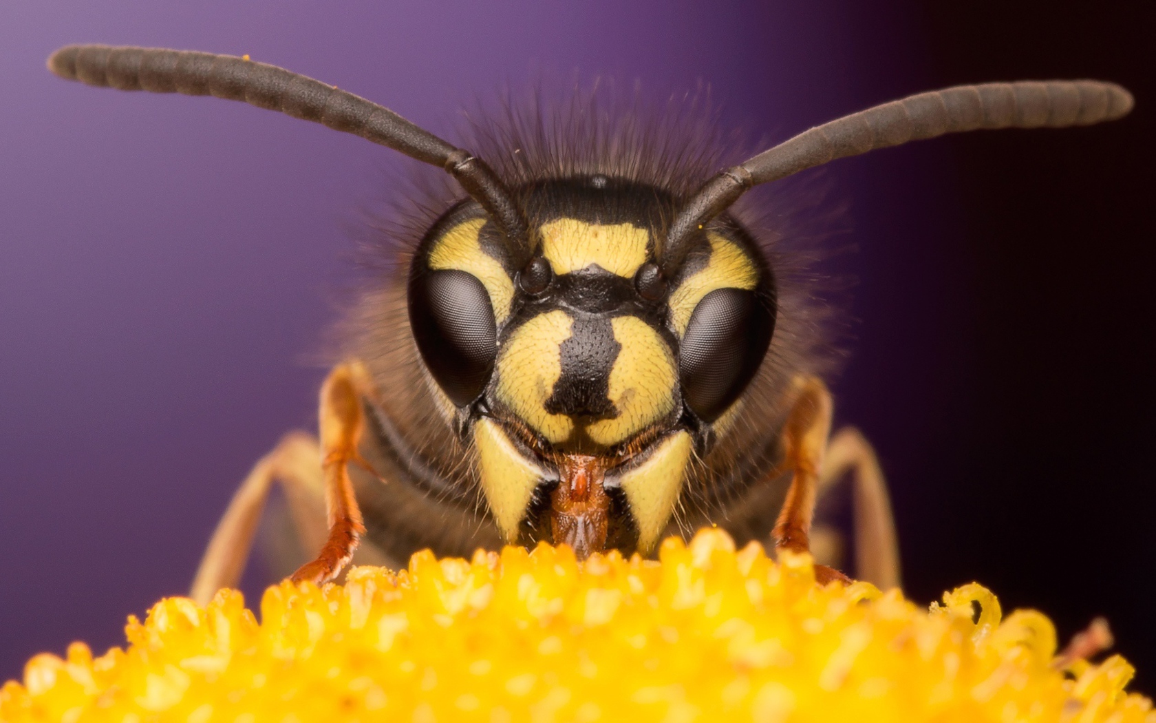 Оса на цветке крупным планом 